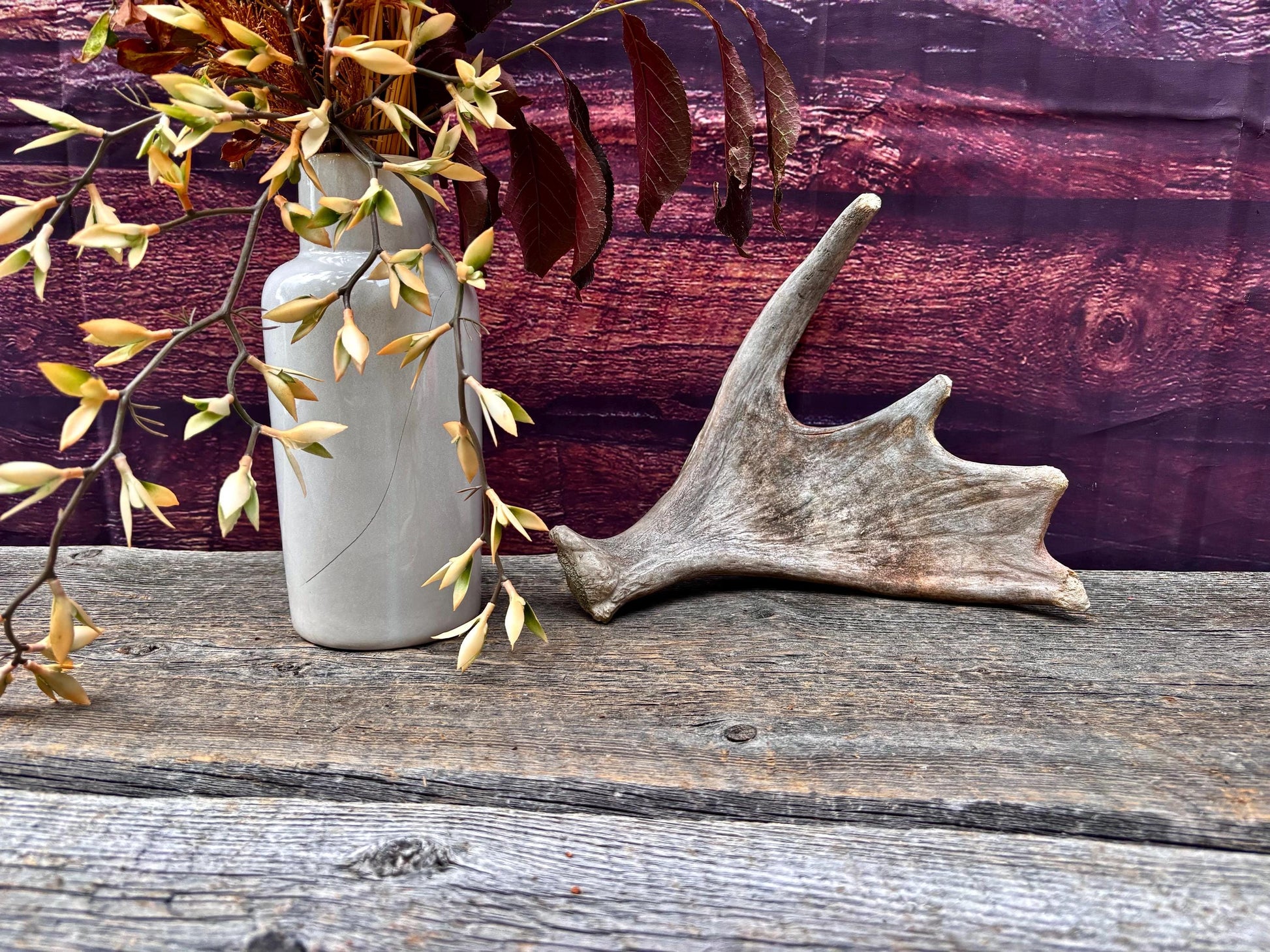 Old Moose Antler. For crafting, decor and more