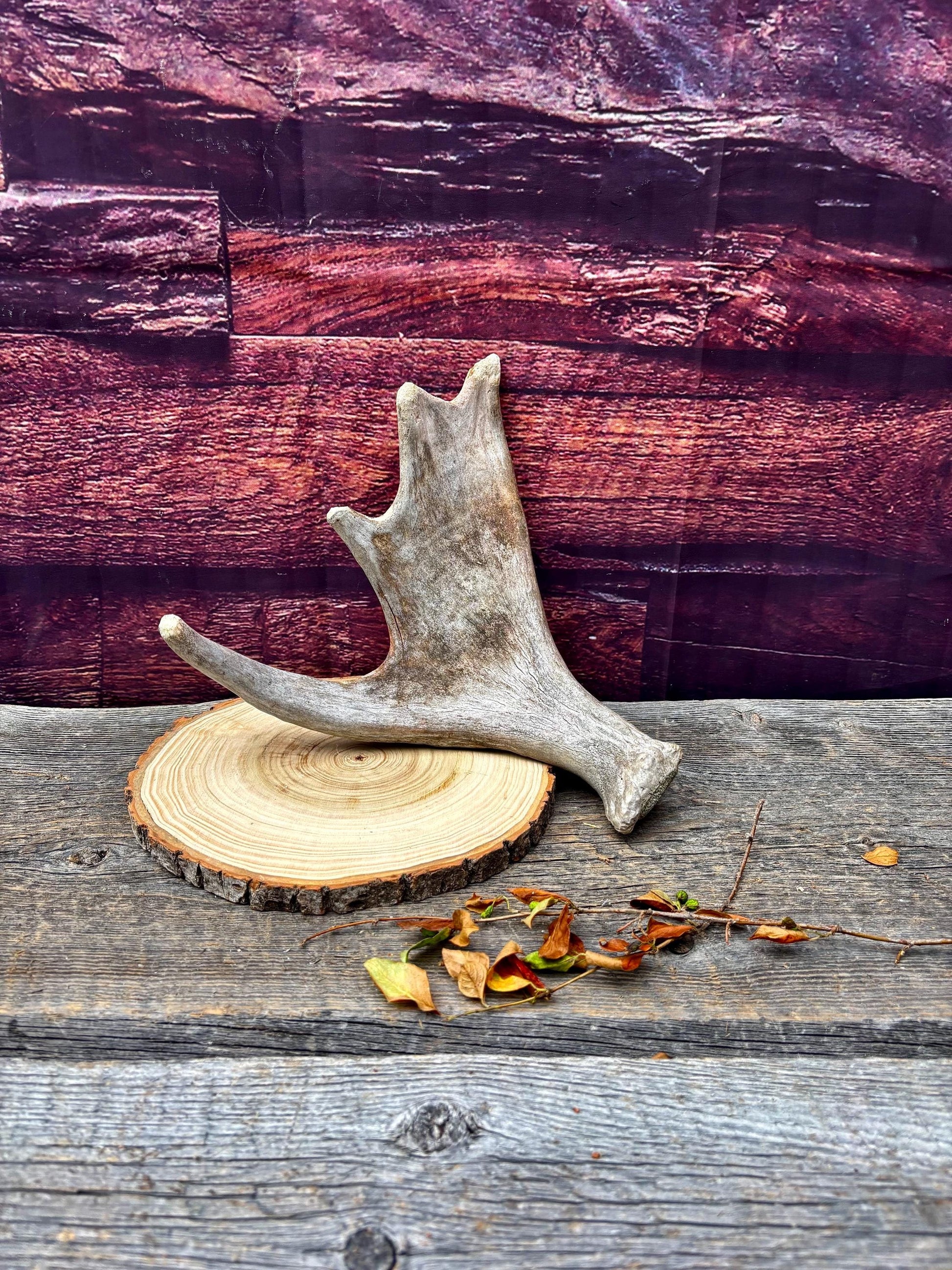 Old Moose Antler. For crafting, decor and more