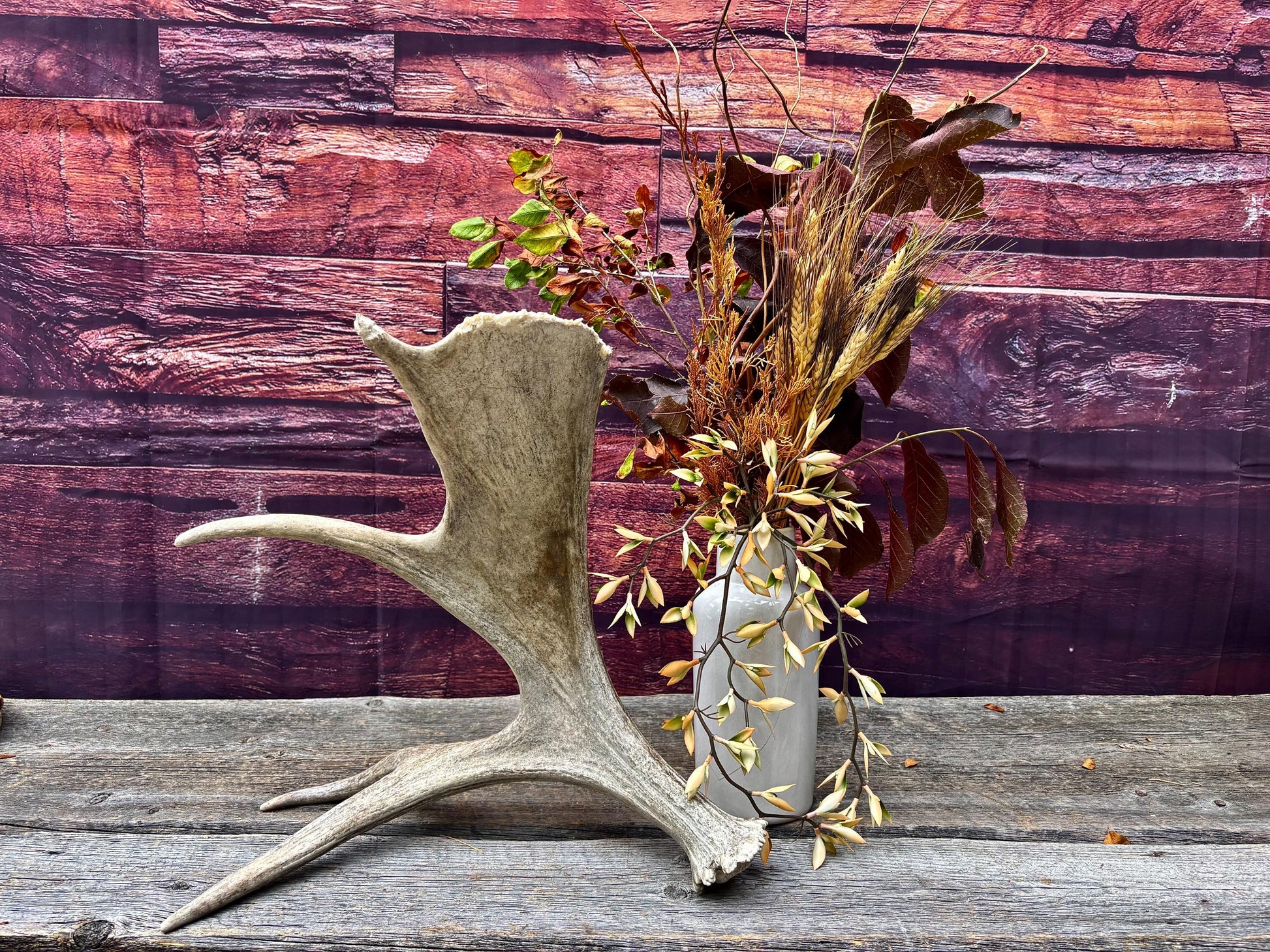 Moose Antler. For crafting, decor and more.