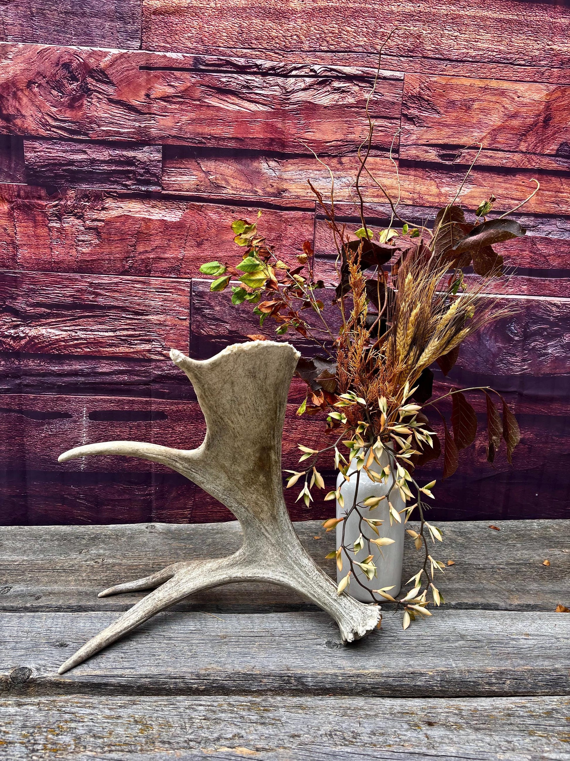 Moose Antler. For crafting, decor and more.