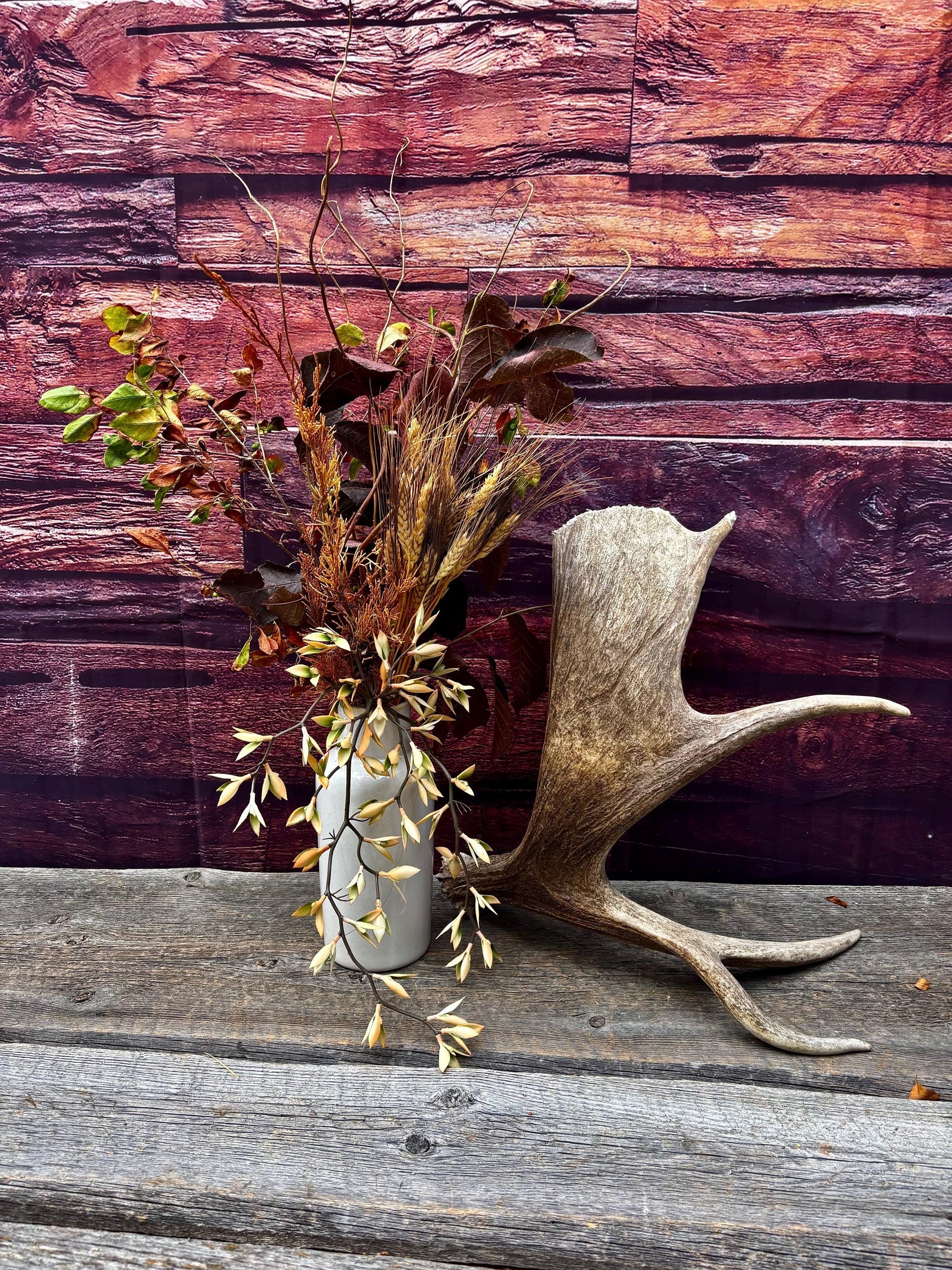 Moose Antler. For crafting, decor and more.