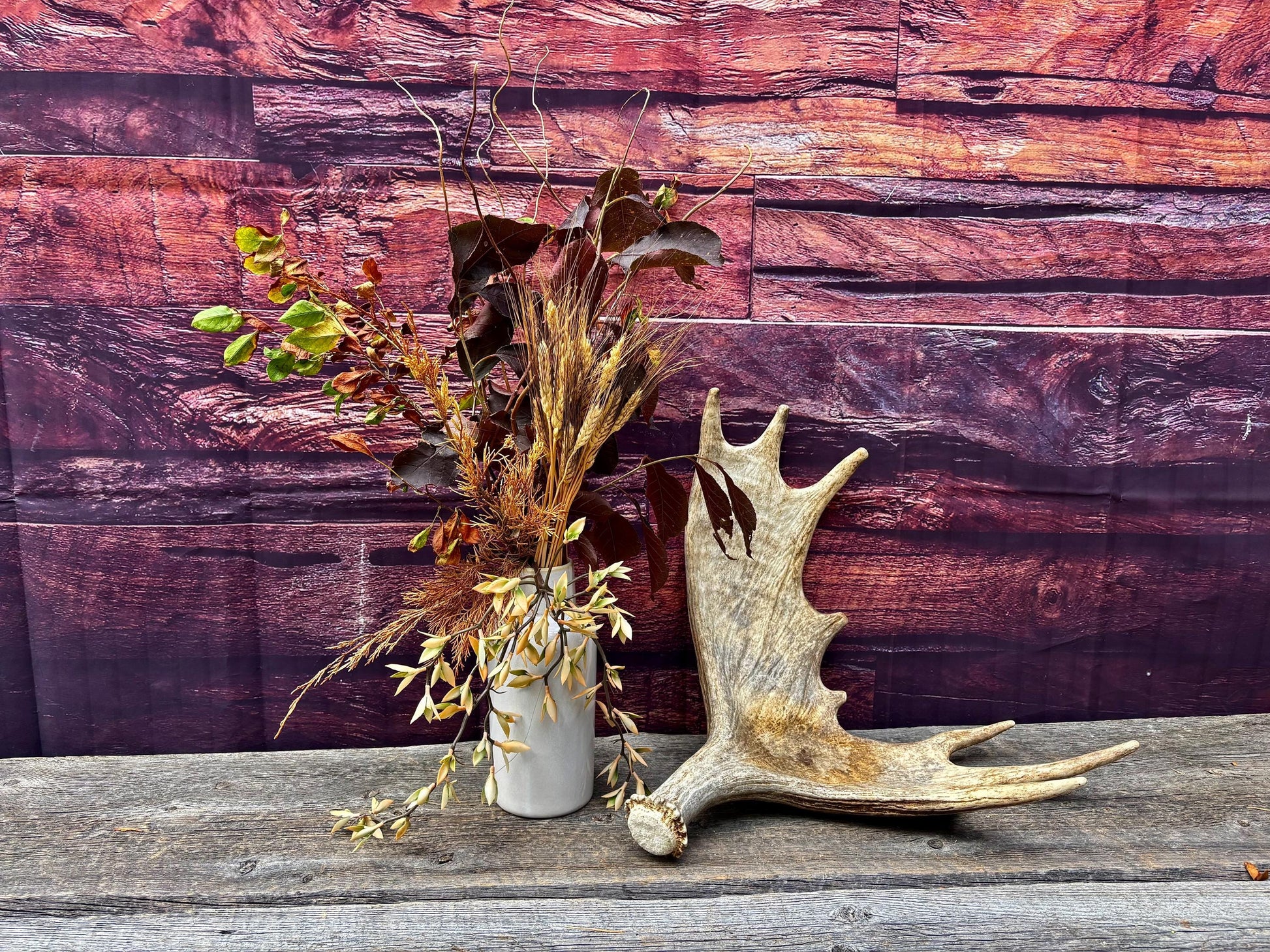 Moose Antler. Classic Size and Shape For crafting, decor and more.