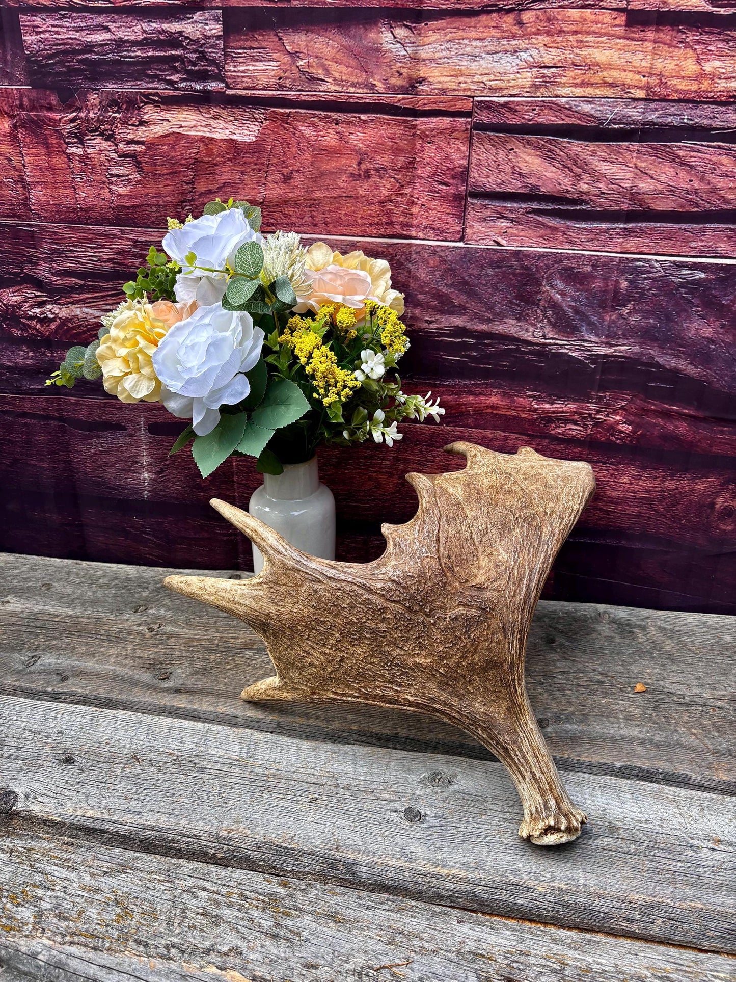 Moose Antler. Classic Size and Shape For crafting, decor and more.