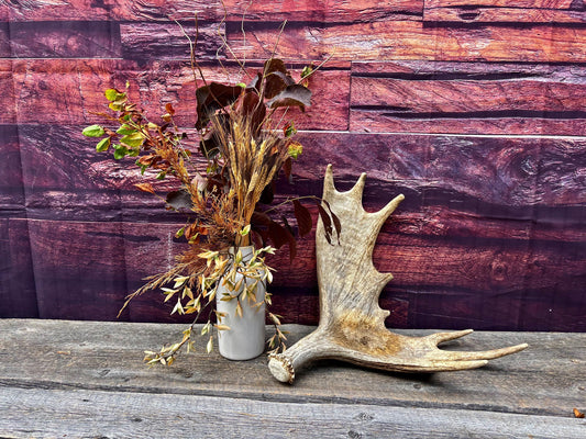 Moose Antler. Classic Size and Shape For crafting, decor and more.
