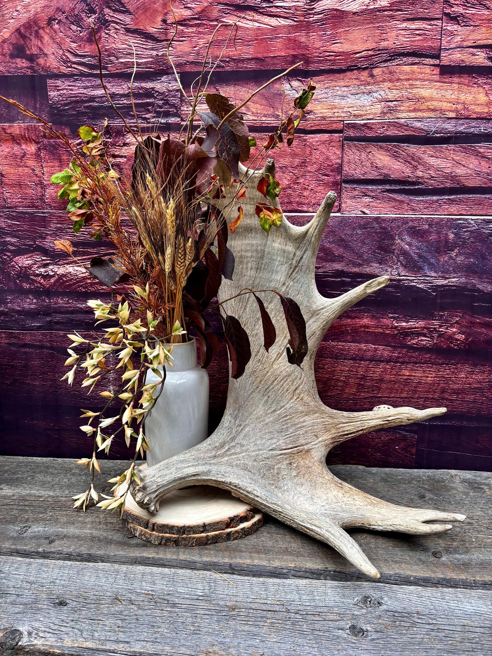 Huge Moose Antler. For Crafting, Decor and More.
