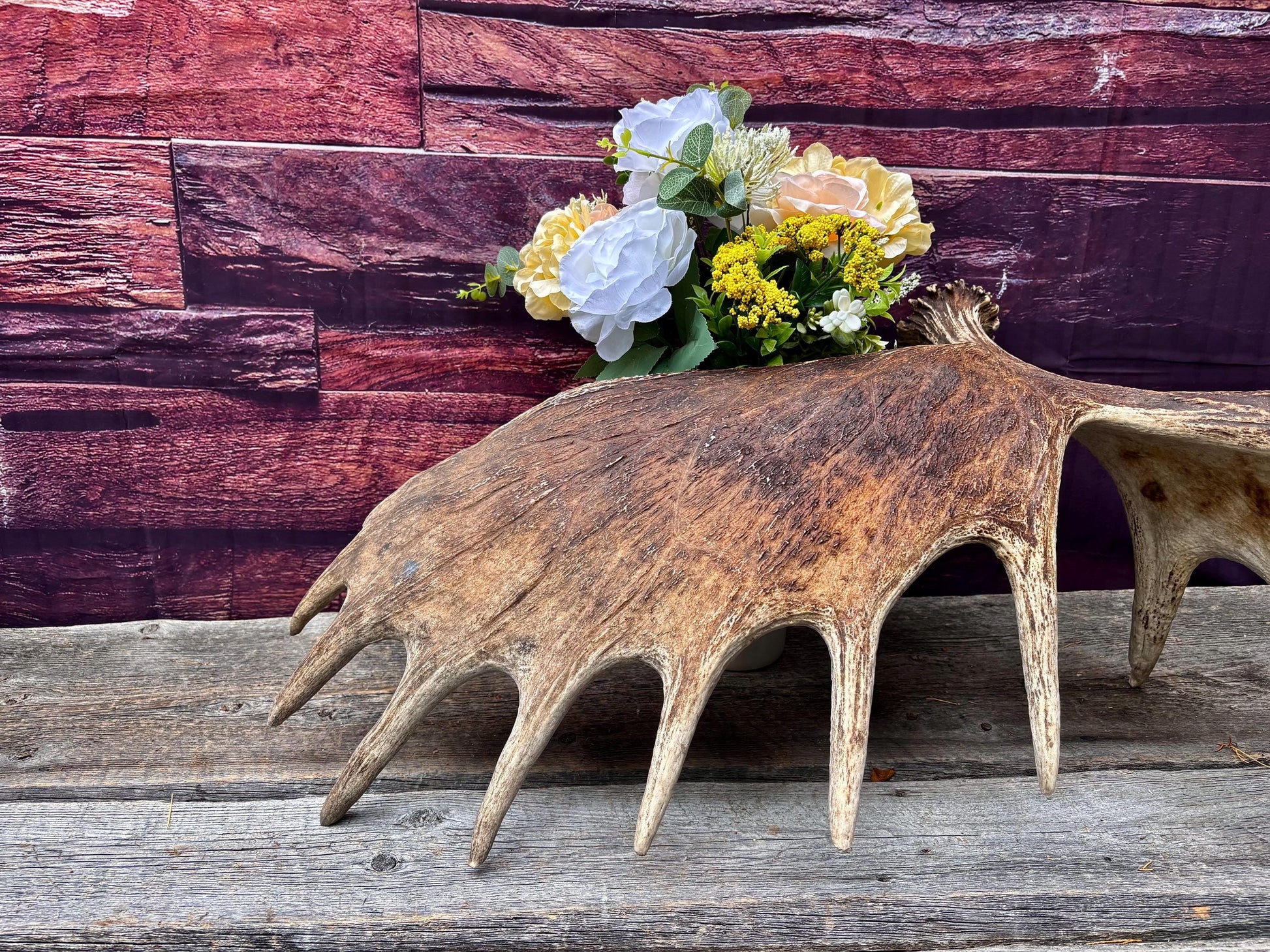 Huge Moose Antler. For Crafting, Decor and More.