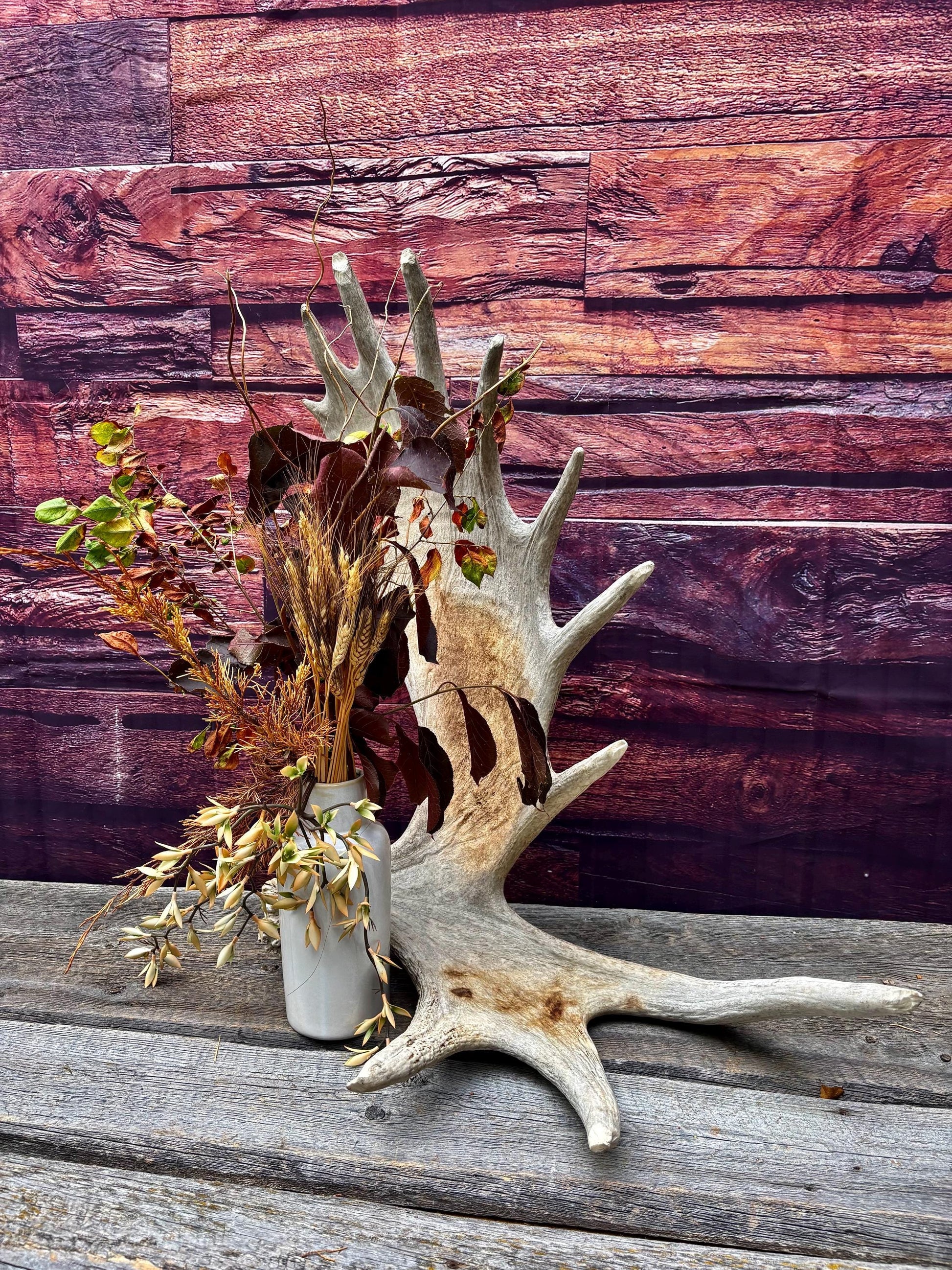 Huge Moose Antler. For Crafting, Decor and More.