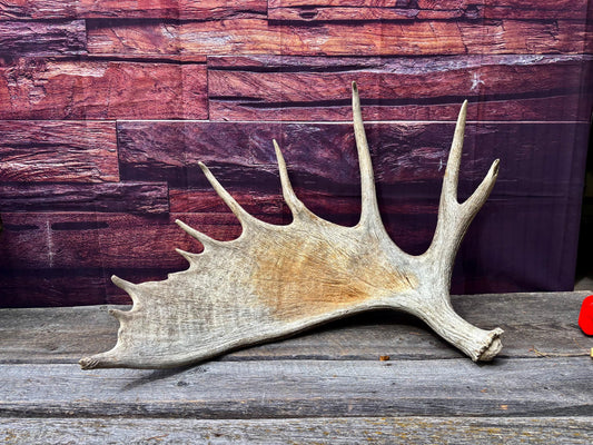 Huge Moose Antler. For Crafting, Decor and More.