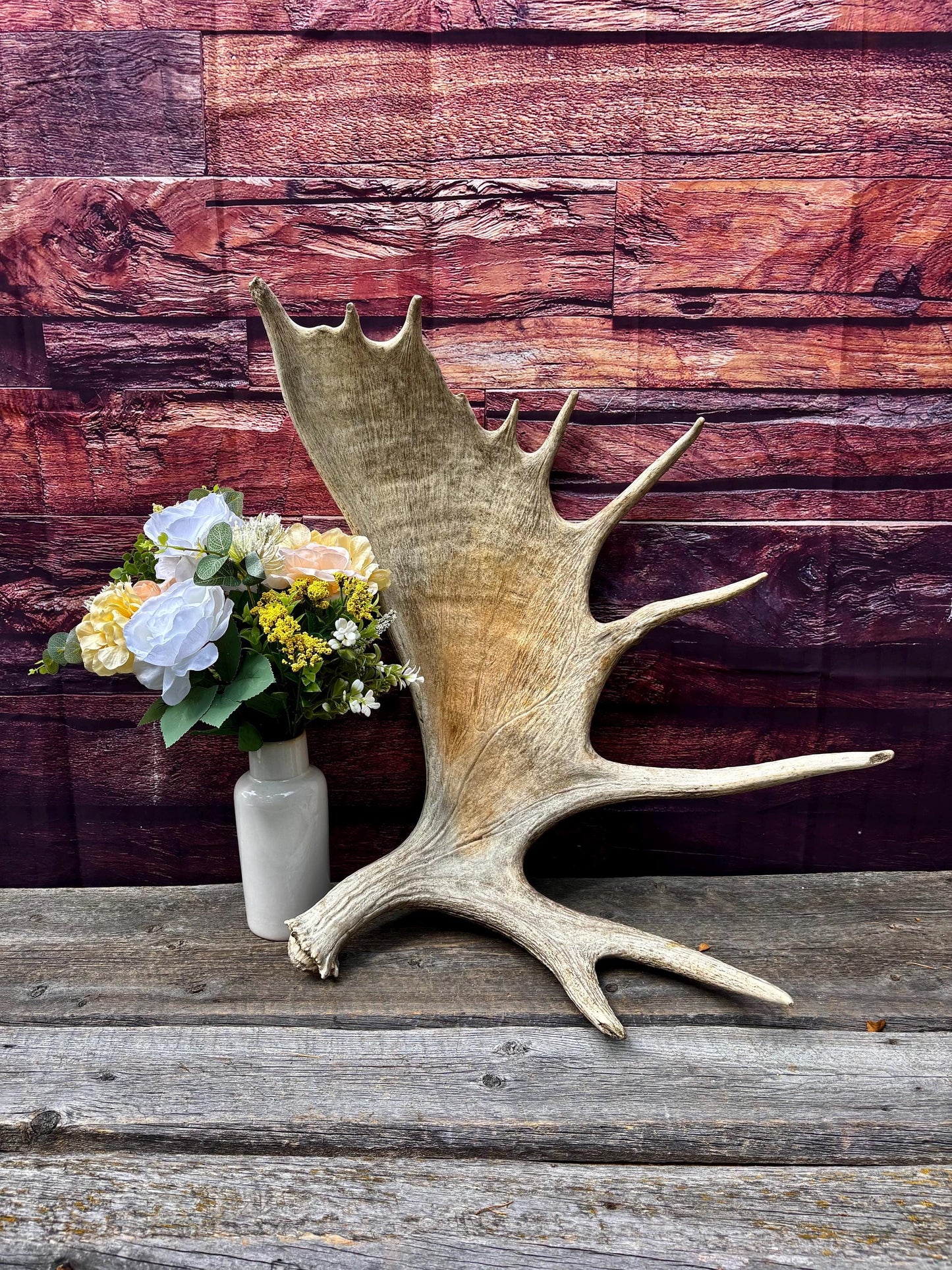 Huge Moose Antler. For Crafting, Decor and More.