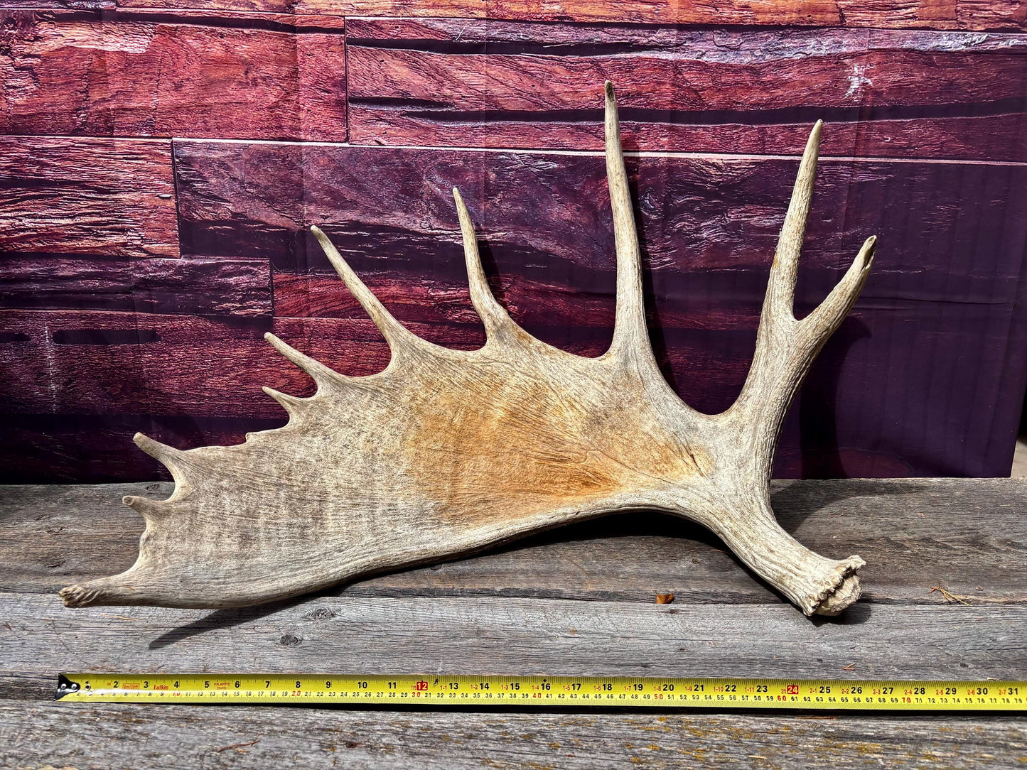 Huge Moose Antler. For Crafting, Decor and More.