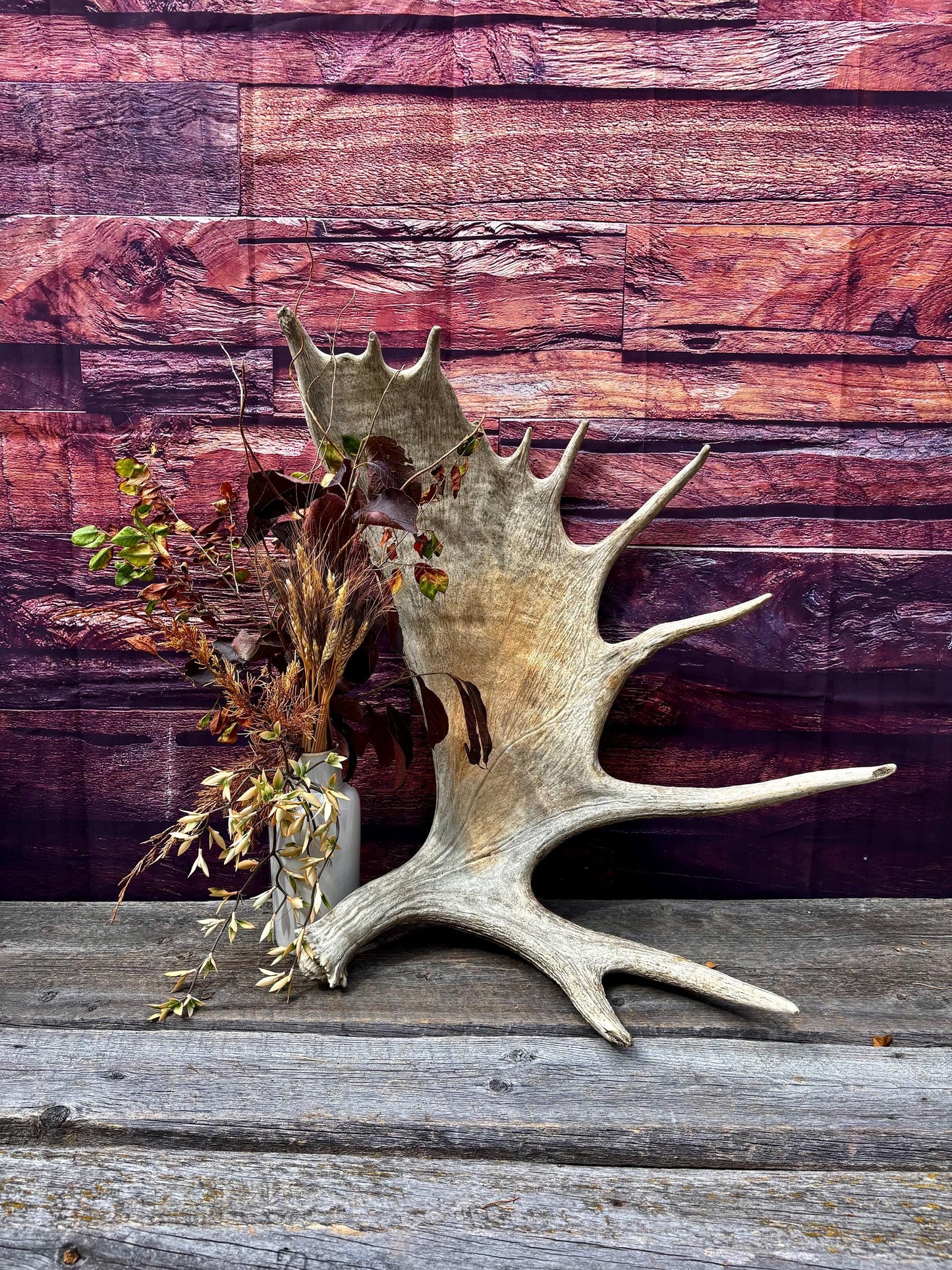 Huge Moose Antler. For Crafting, Decor and More.