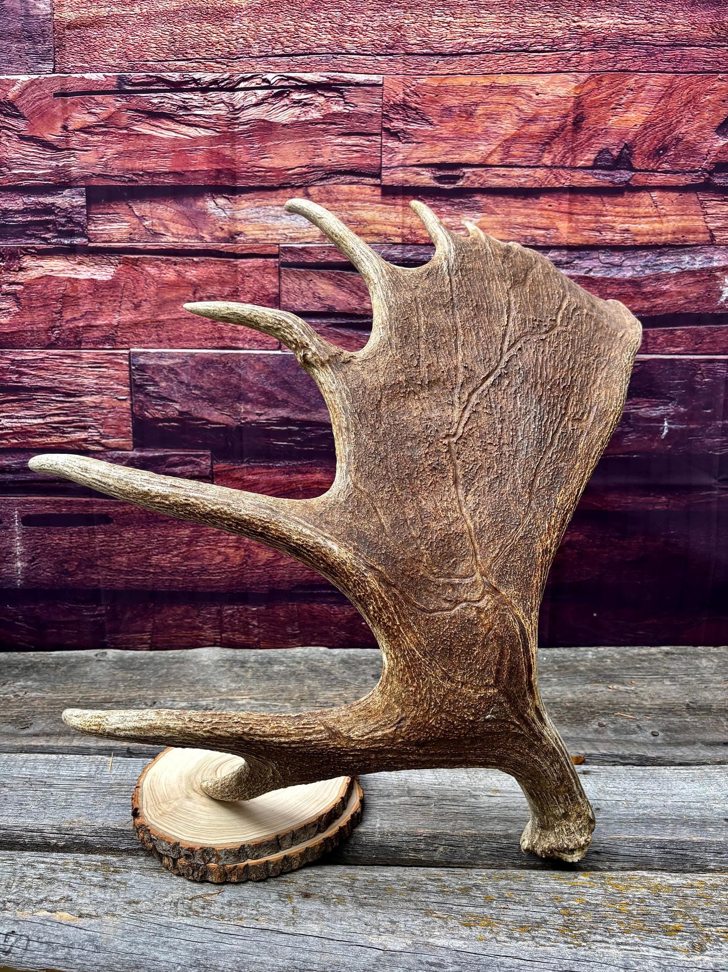 Huge Moose Antler. For Crafting, Decor and More.