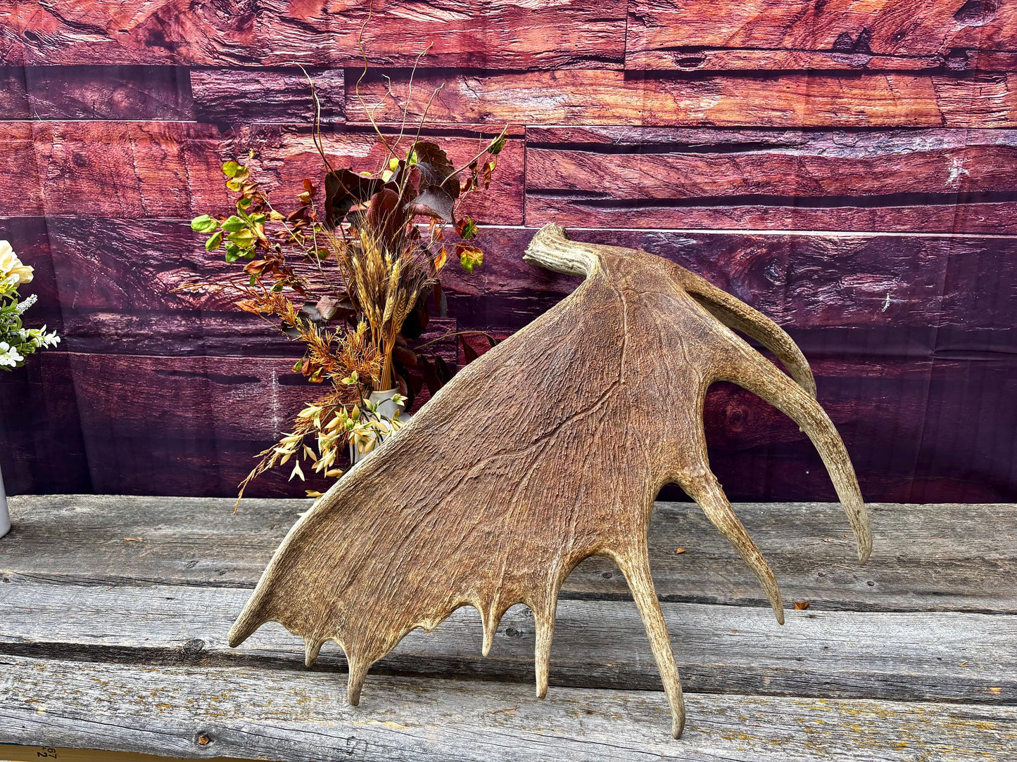 Huge Moose Antler. For Crafting, Decor and More.
