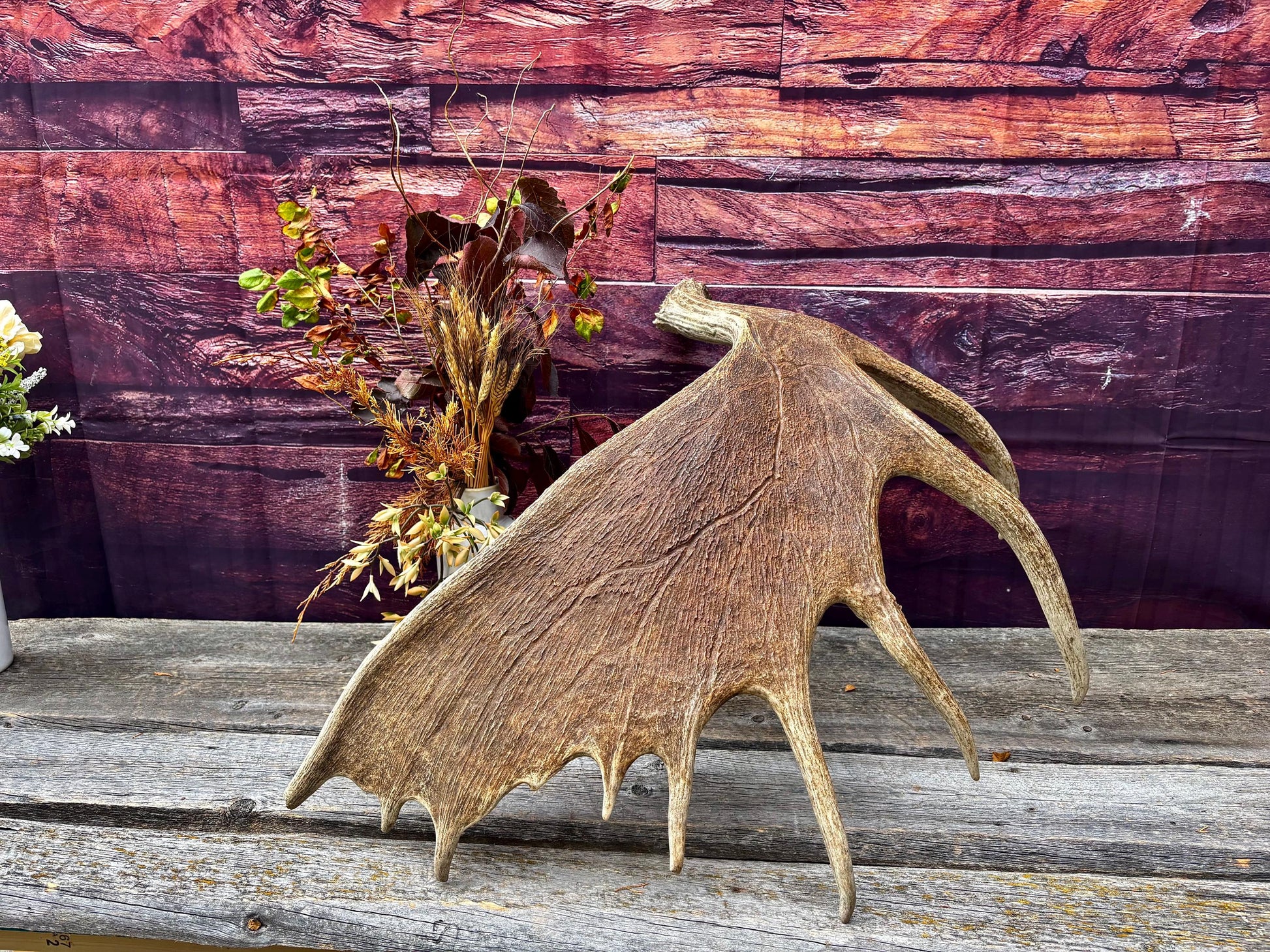 Huge Moose Antler. For Crafting, Decor and More.