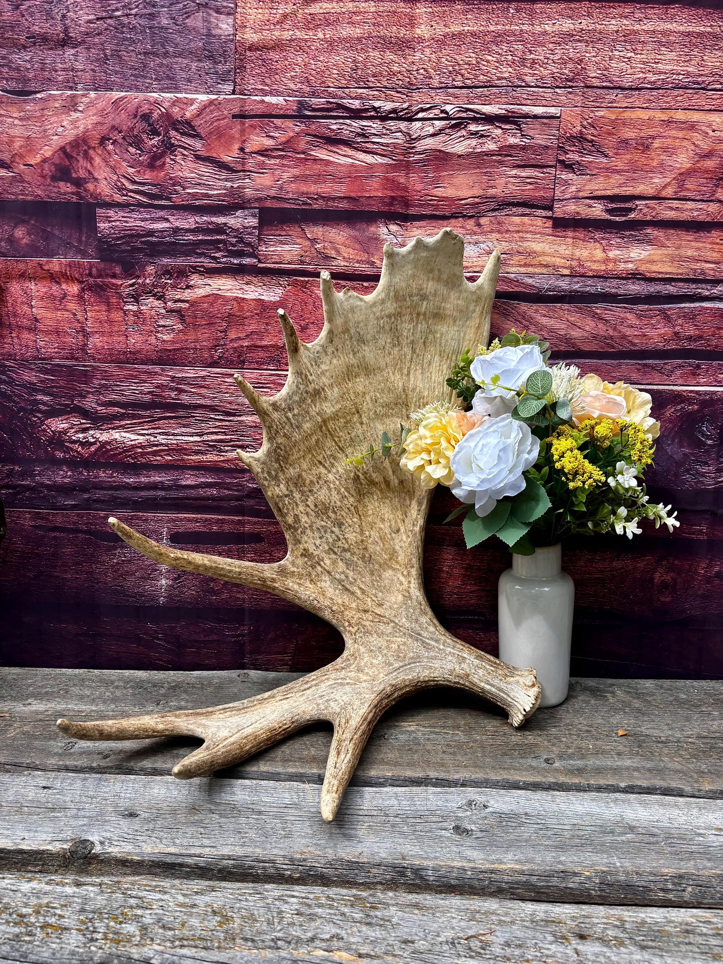 Huge Moose Antler. For Crafting, Decor and More.