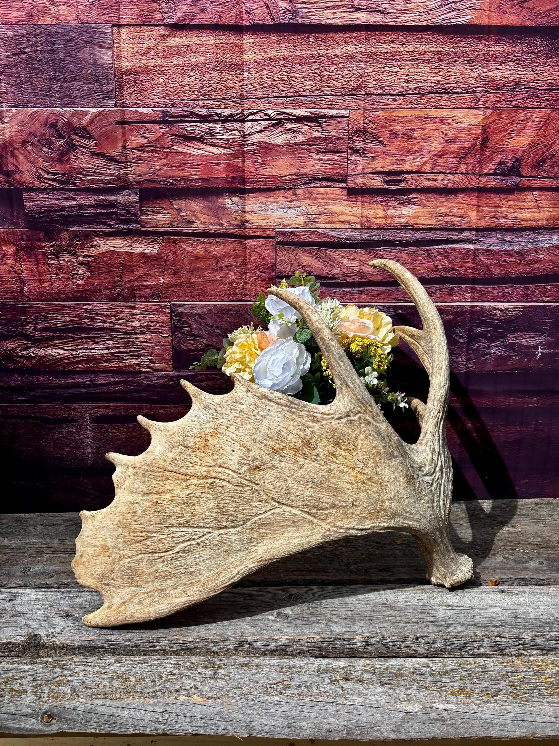 Huge Moose Antler. For Crafting, Decor and More.