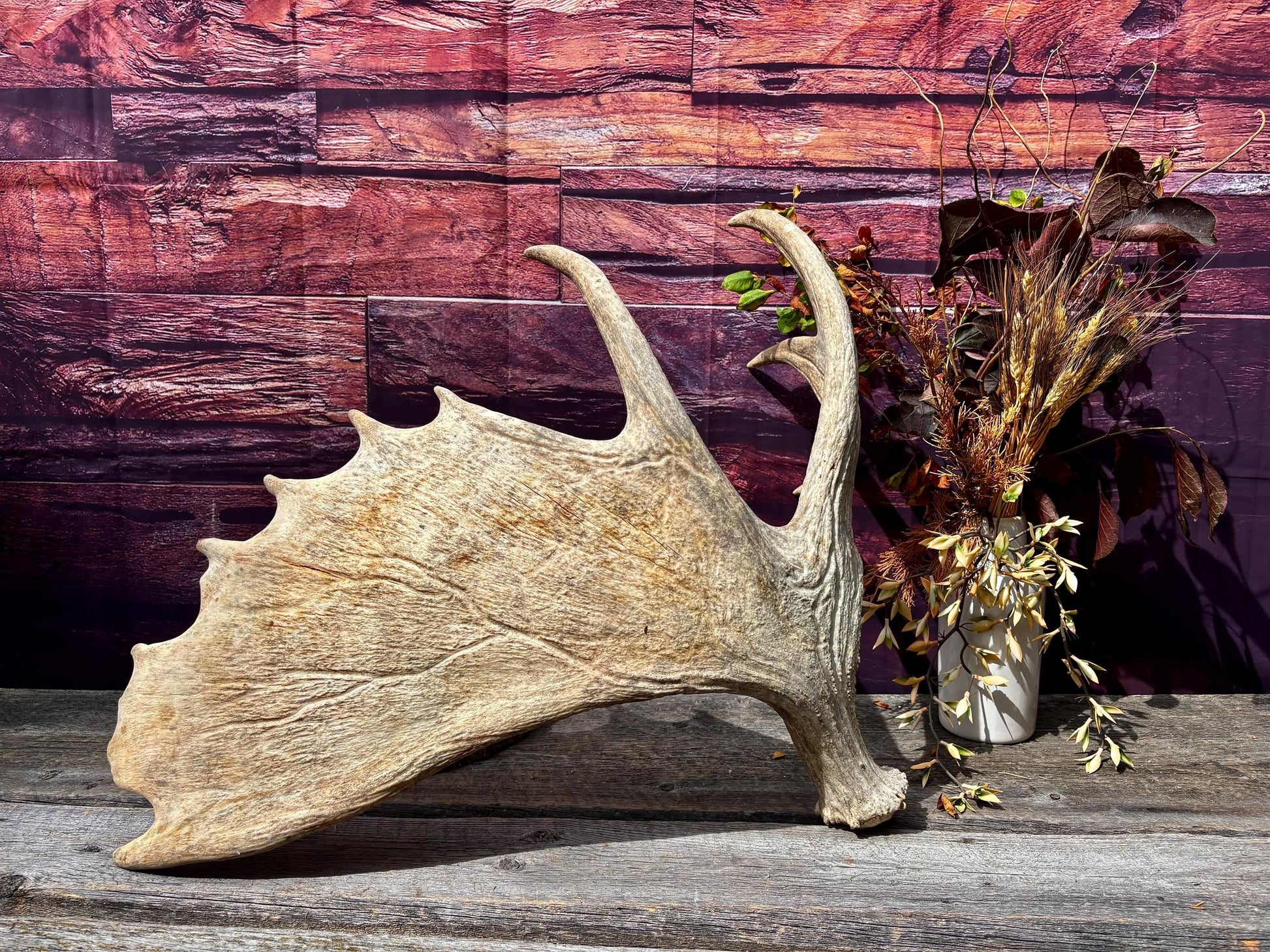 Huge Moose Antler. For Crafting, Decor and More.