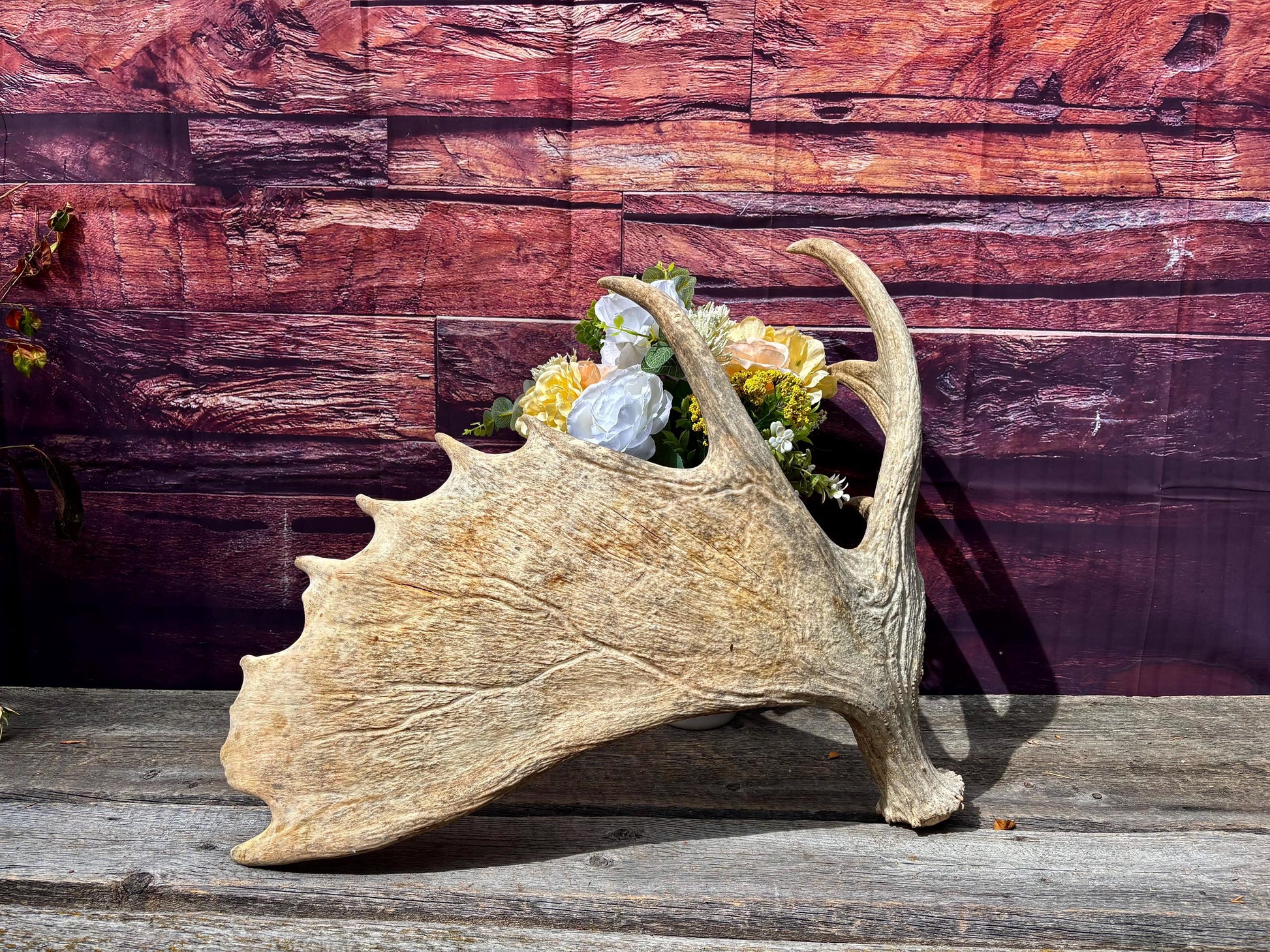 Huge Moose Antler. For Crafting, Decor and More.