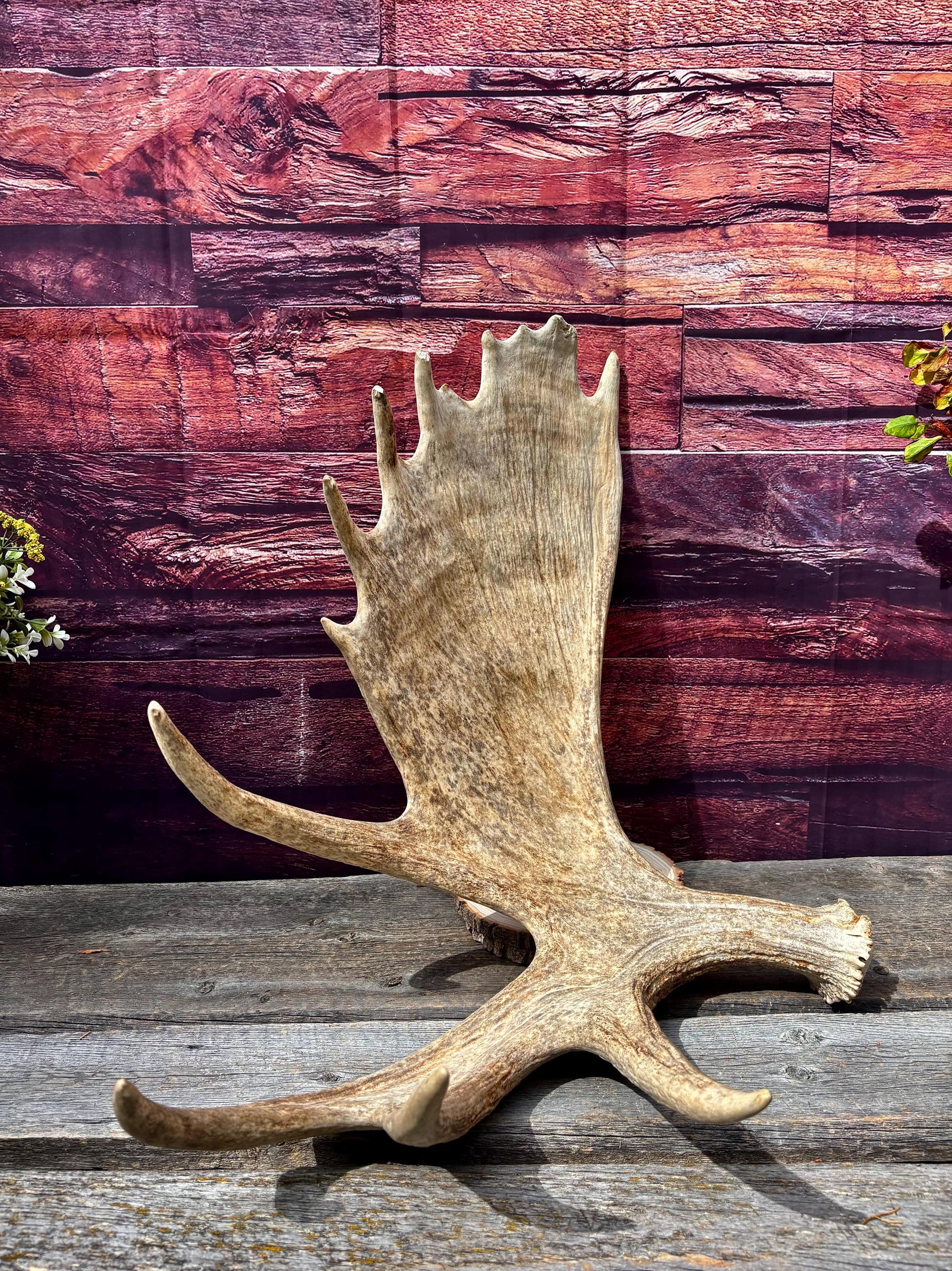 Huge Moose Antler. For Crafting, Decor and More.