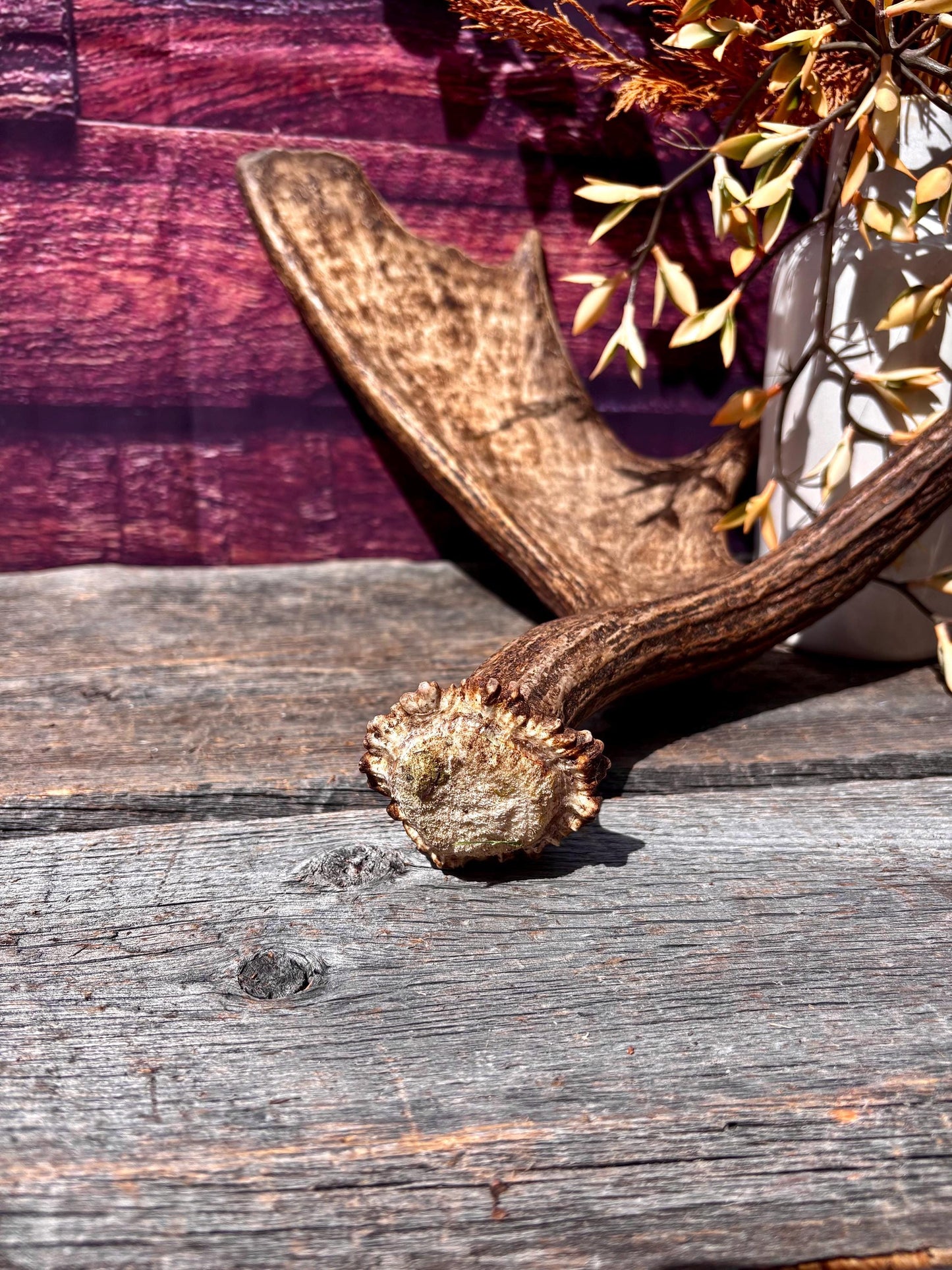 Bull Moose Antler. Super Fresh, Dark-Colored Moose “Paddle” For Crafting, Decor and More