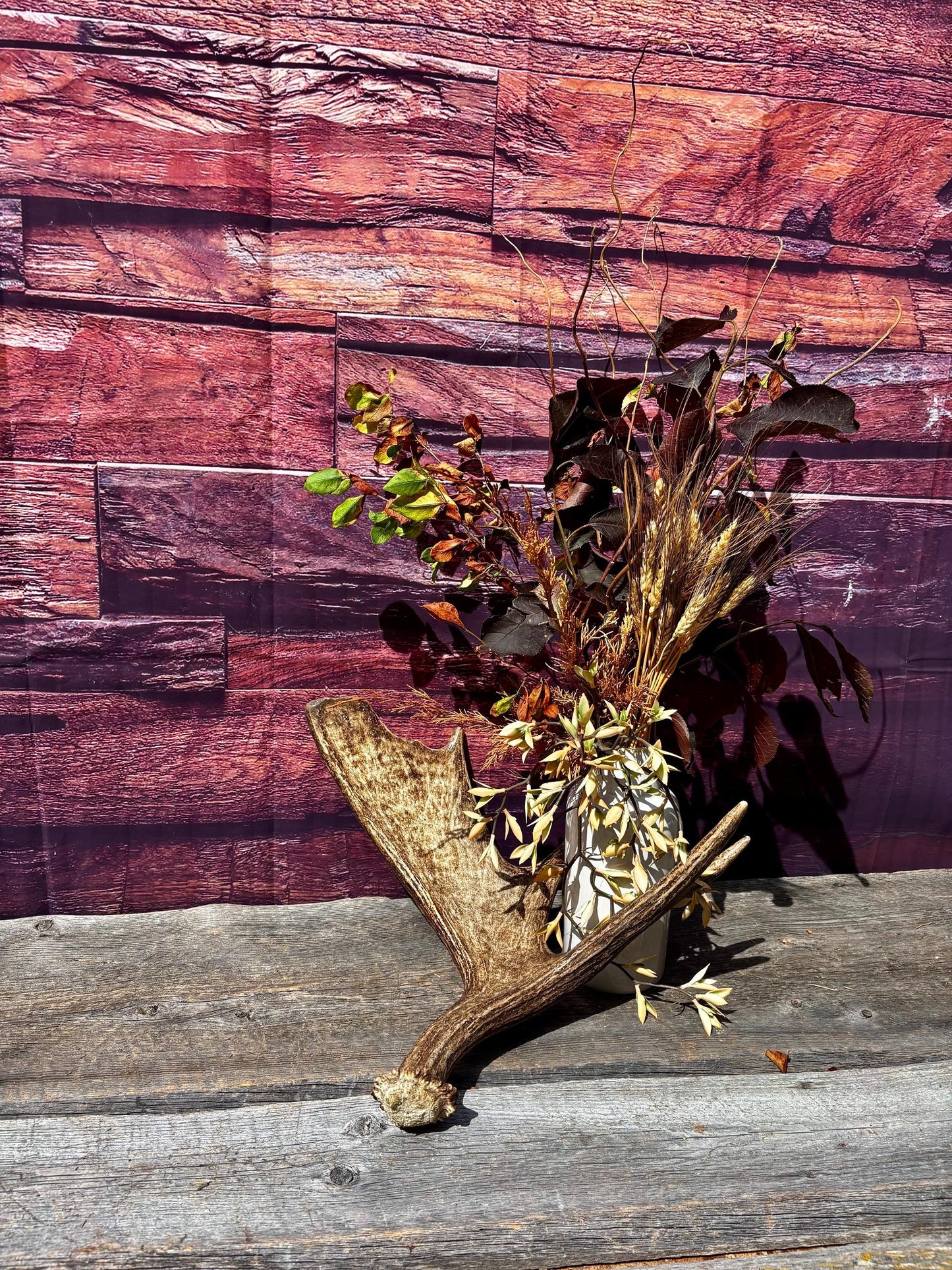 Bull Moose Antler. Super Fresh, Dark-Colored Moose “Paddle” For Crafting, Decor and More