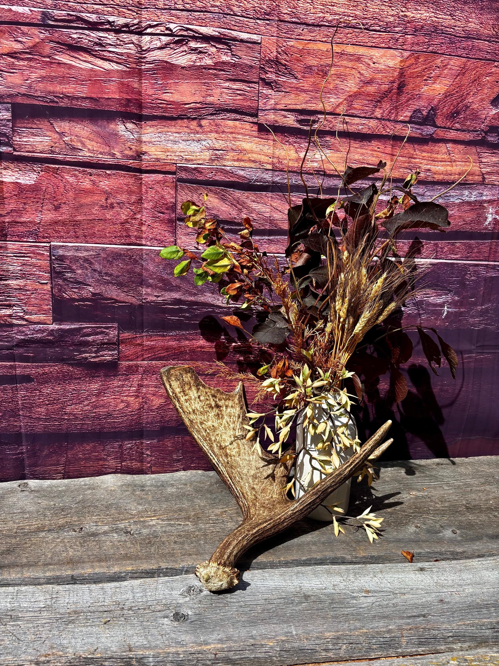 Bull Moose Antler. Super Fresh, Dark-Colored Moose “Paddle” For Crafting, Decor and More