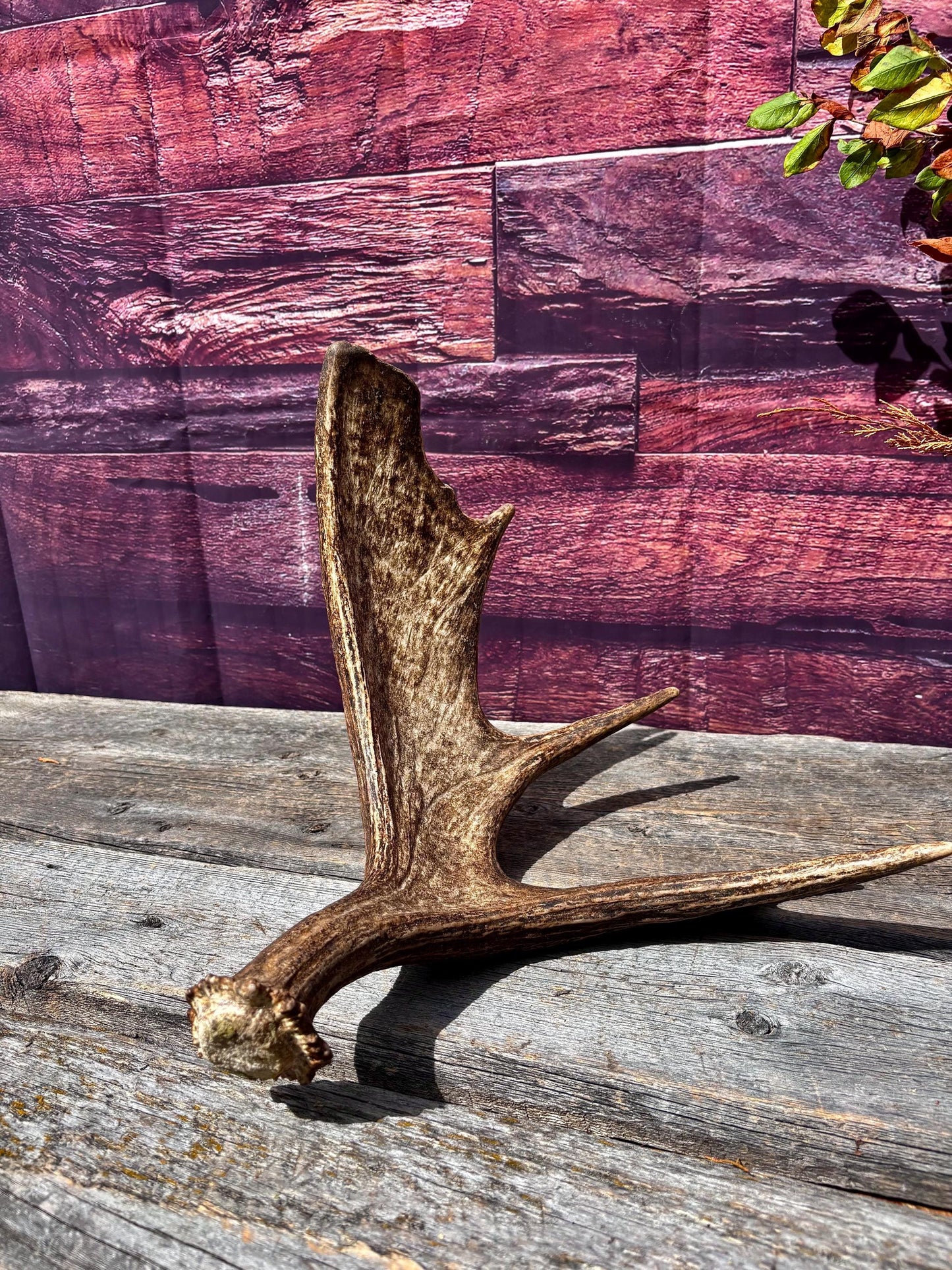 Bull Moose Antler. Super Fresh, Dark-Colored Moose “Paddle” For Crafting, Decor and More