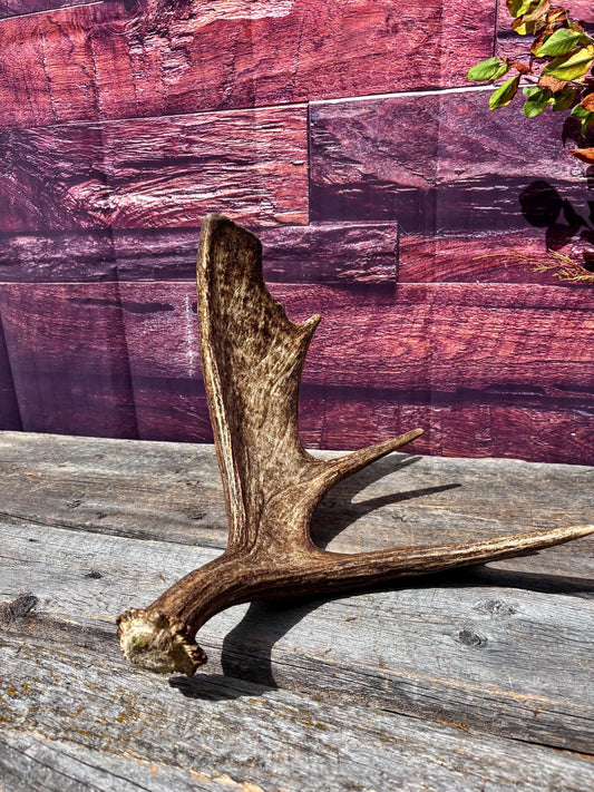 Bull Moose Antler. Super Fresh, Dark-Colored Moose “Paddle” For Crafting, Decor and More