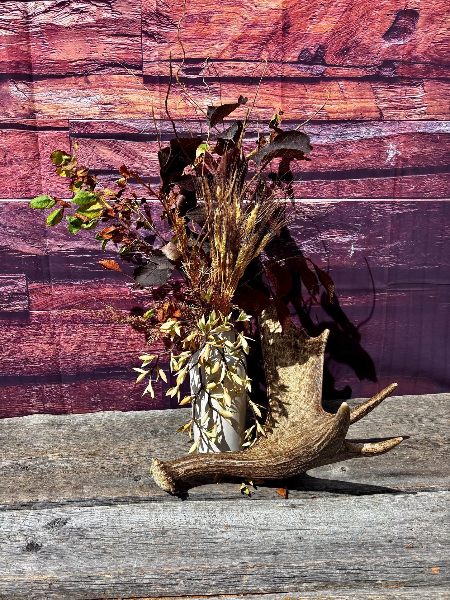 Bull Moose Antler. Super Fresh, Dark-Colored Moose “Paddle” For Crafting, Decor and More