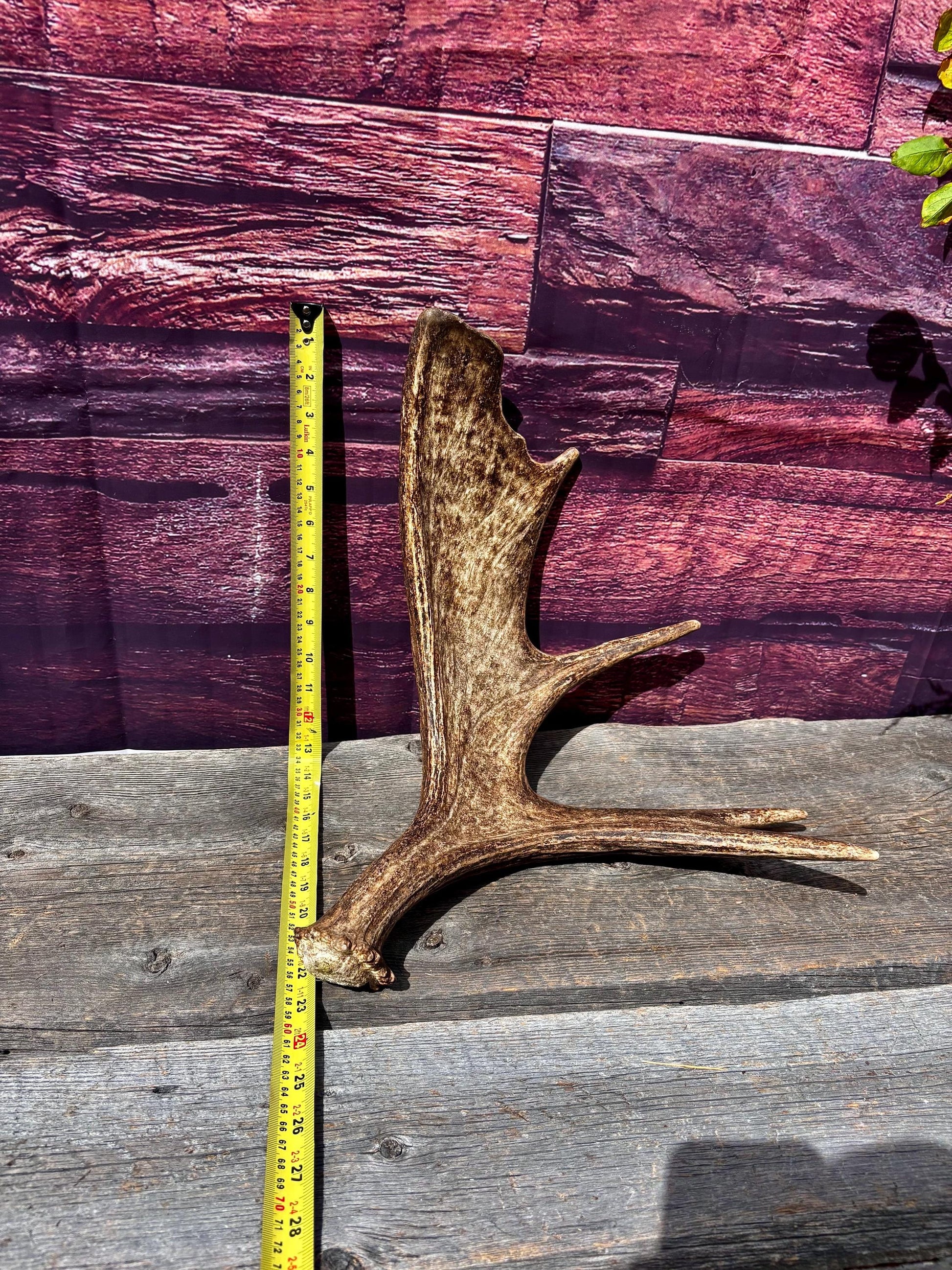 Bull Moose Antler. Super Fresh, Dark-Colored Moose “Paddle” For Crafting, Decor and More