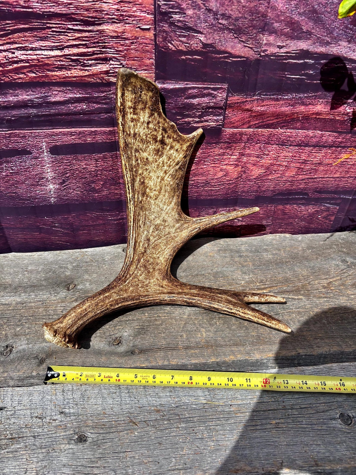 Bull Moose Antler. Super Fresh, Dark-Colored Moose “Paddle” For Crafting, Decor and More