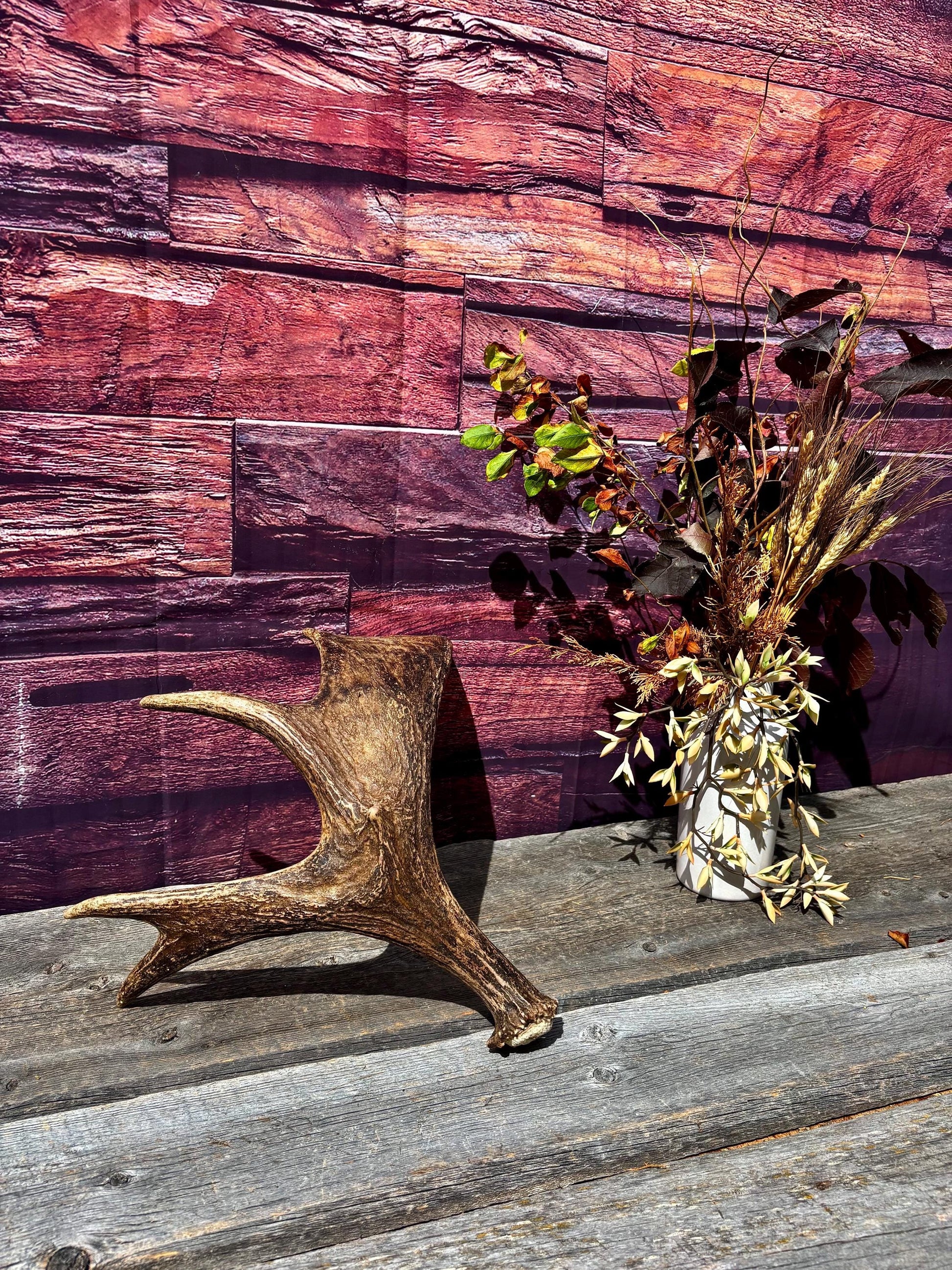 Bull Moose Antler. Super Fresh, Dark-Colored Moose “Paddle” For Crafting, Decor and More