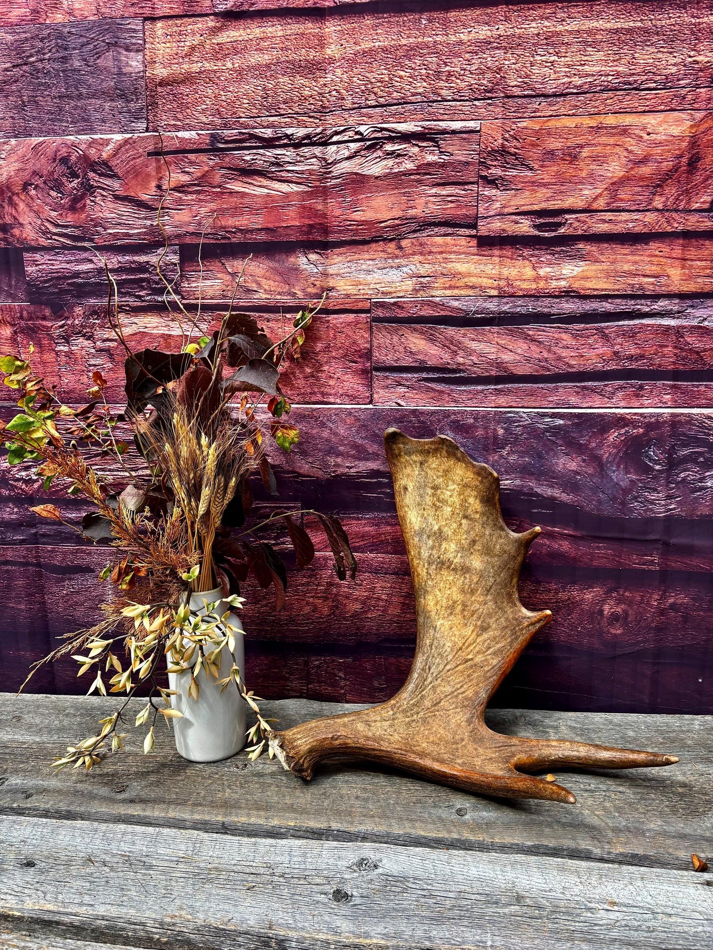 The Perfect, Moose Antler. Super Fresh, Ultra Dark-Colored Moose “Paddle” For Crafting, Decor and More