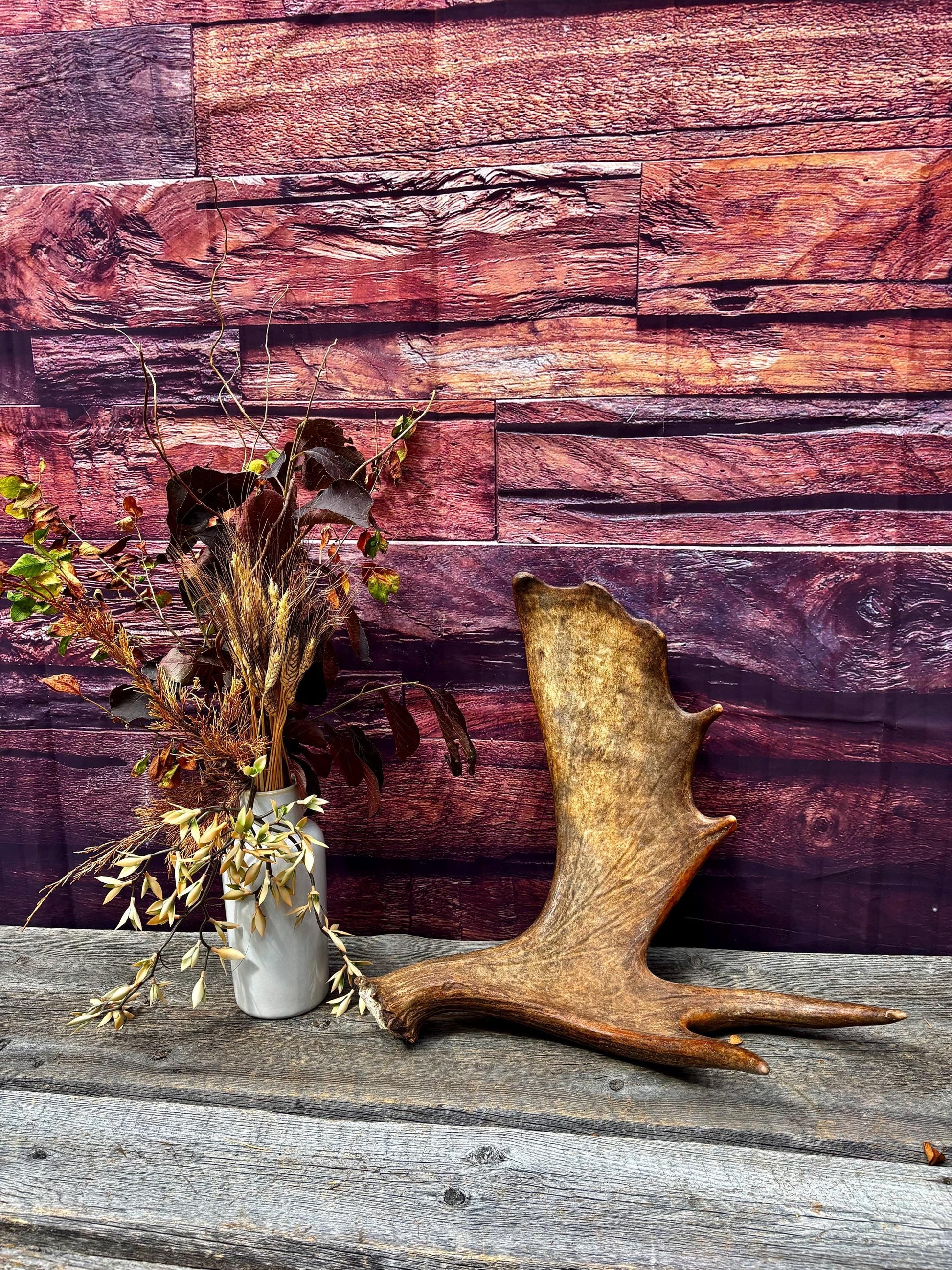 The Perfect, Moose Antler. Super Fresh, Ultra Dark-Colored Moose “Paddle” For Crafting, Decor and More