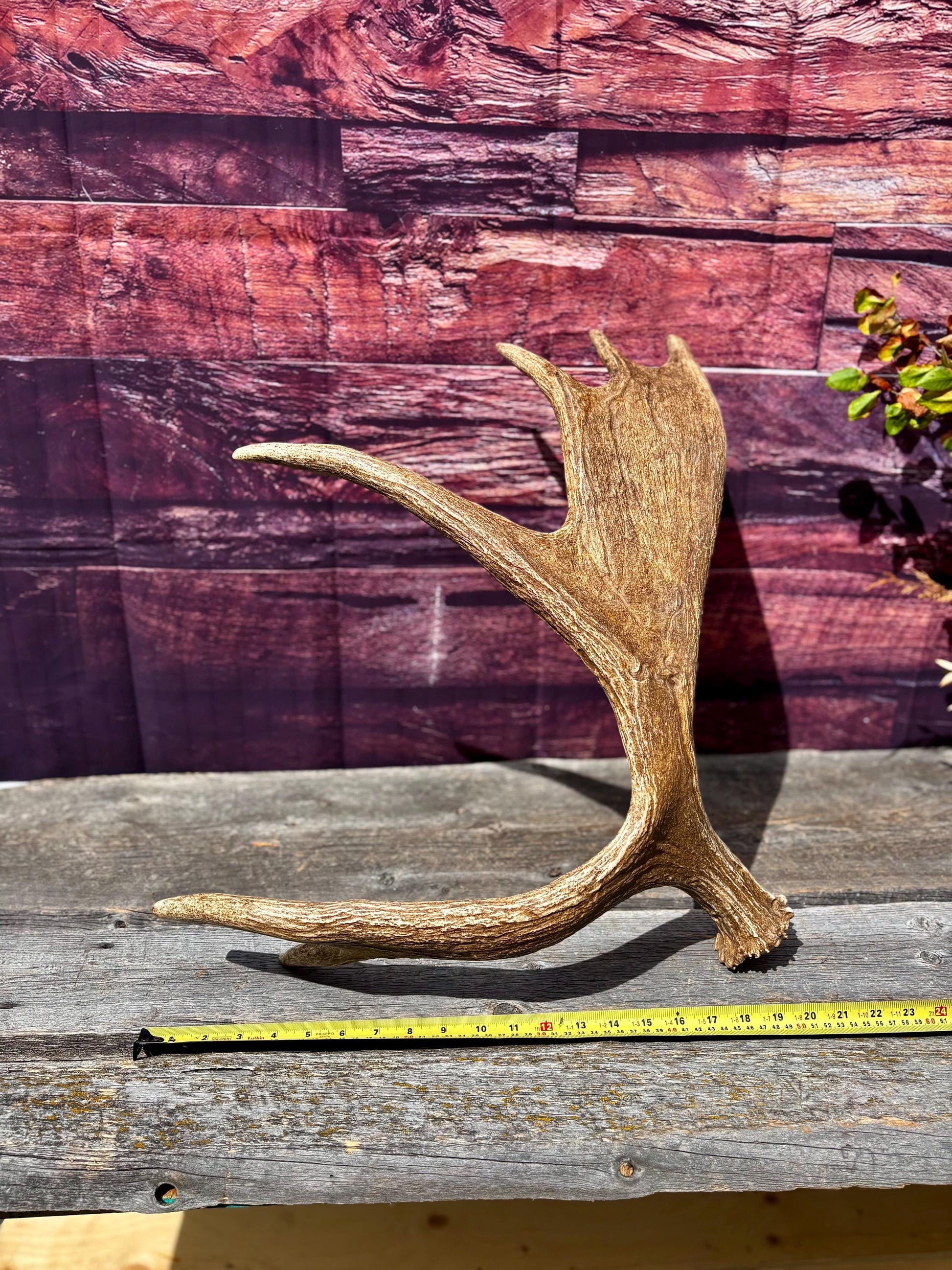 Large Moose Antler. Super Fresh, Dark-Colored Moose “Paddle” For Crafting, Decor and More