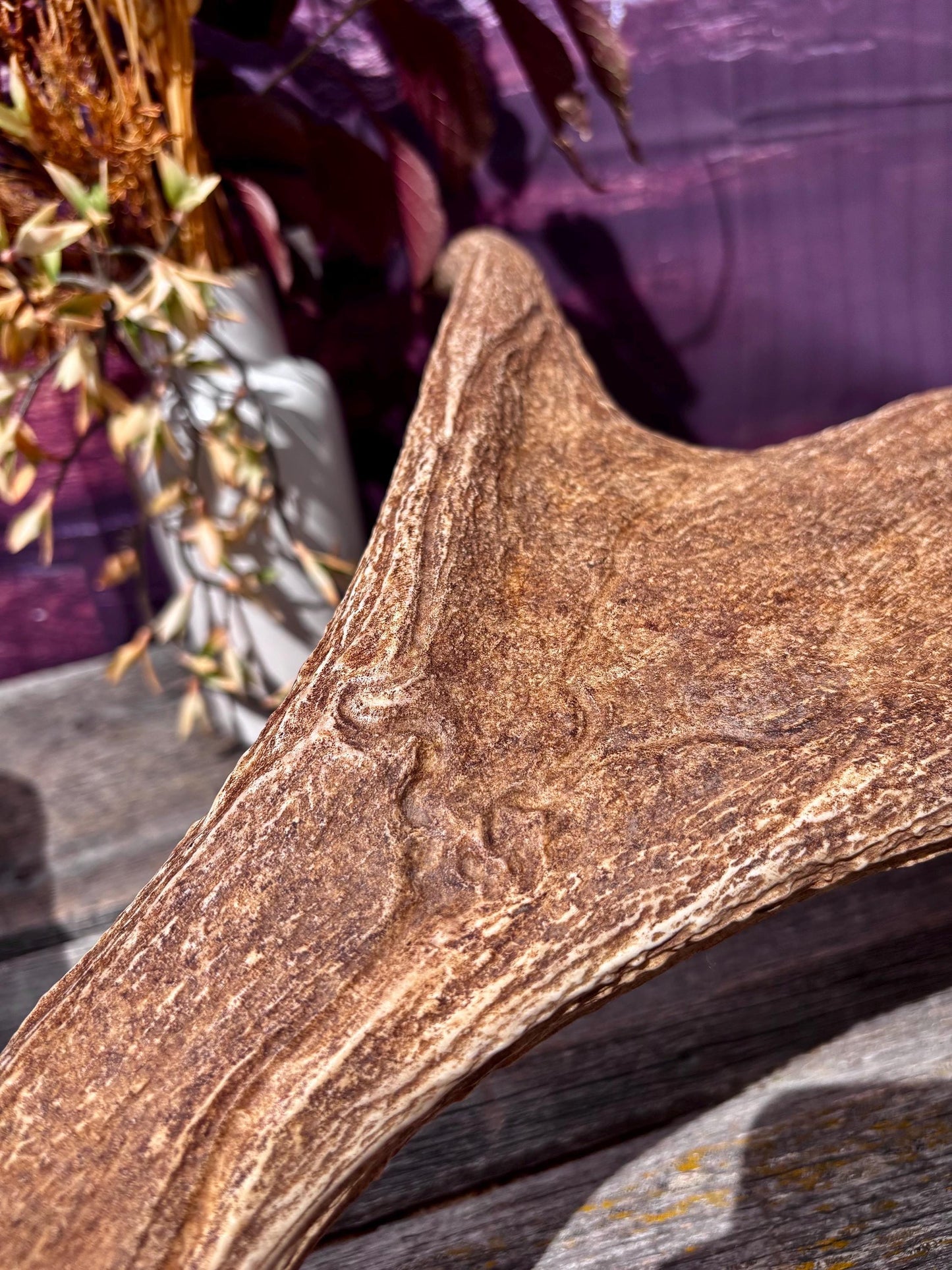 Large Moose Antler. Super Fresh, Dark-Colored Moose “Paddle” For Crafting, Decor and More