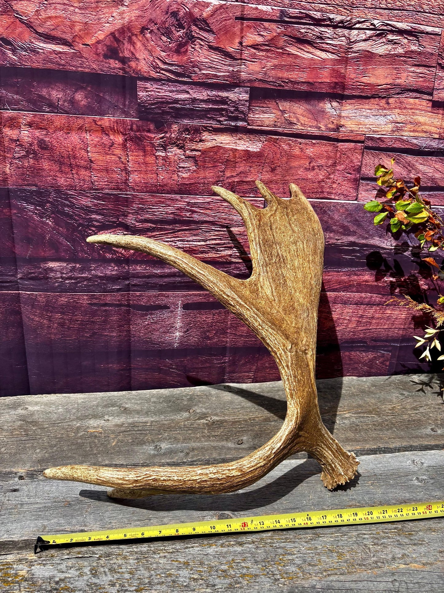 Large Moose Antler. Super Fresh, Dark-Colored Moose “Paddle” For Crafting, Decor and More