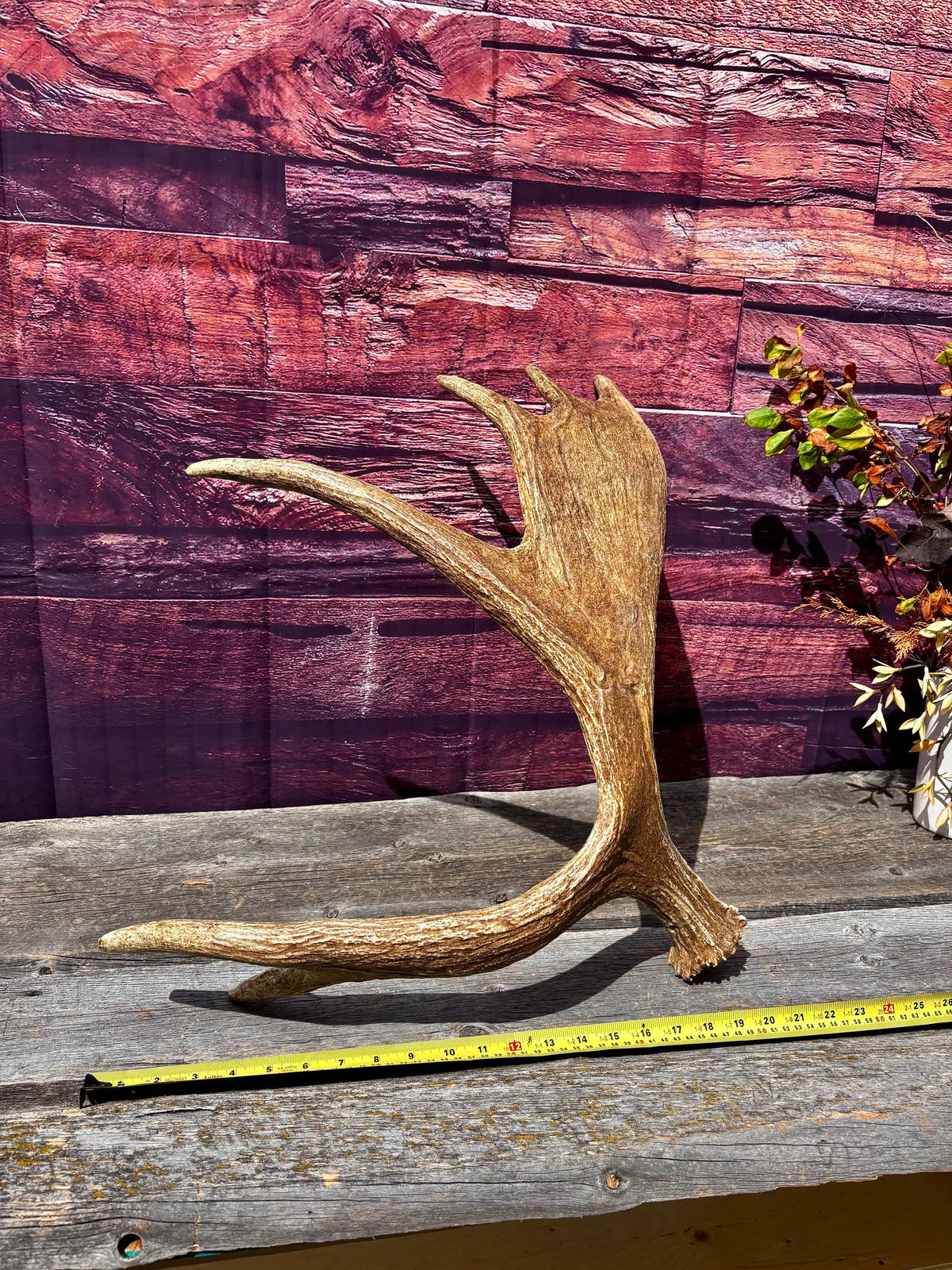 Large Moose Antler. Super Fresh, Dark-Colored Moose “Paddle” For Crafting, Decor and More