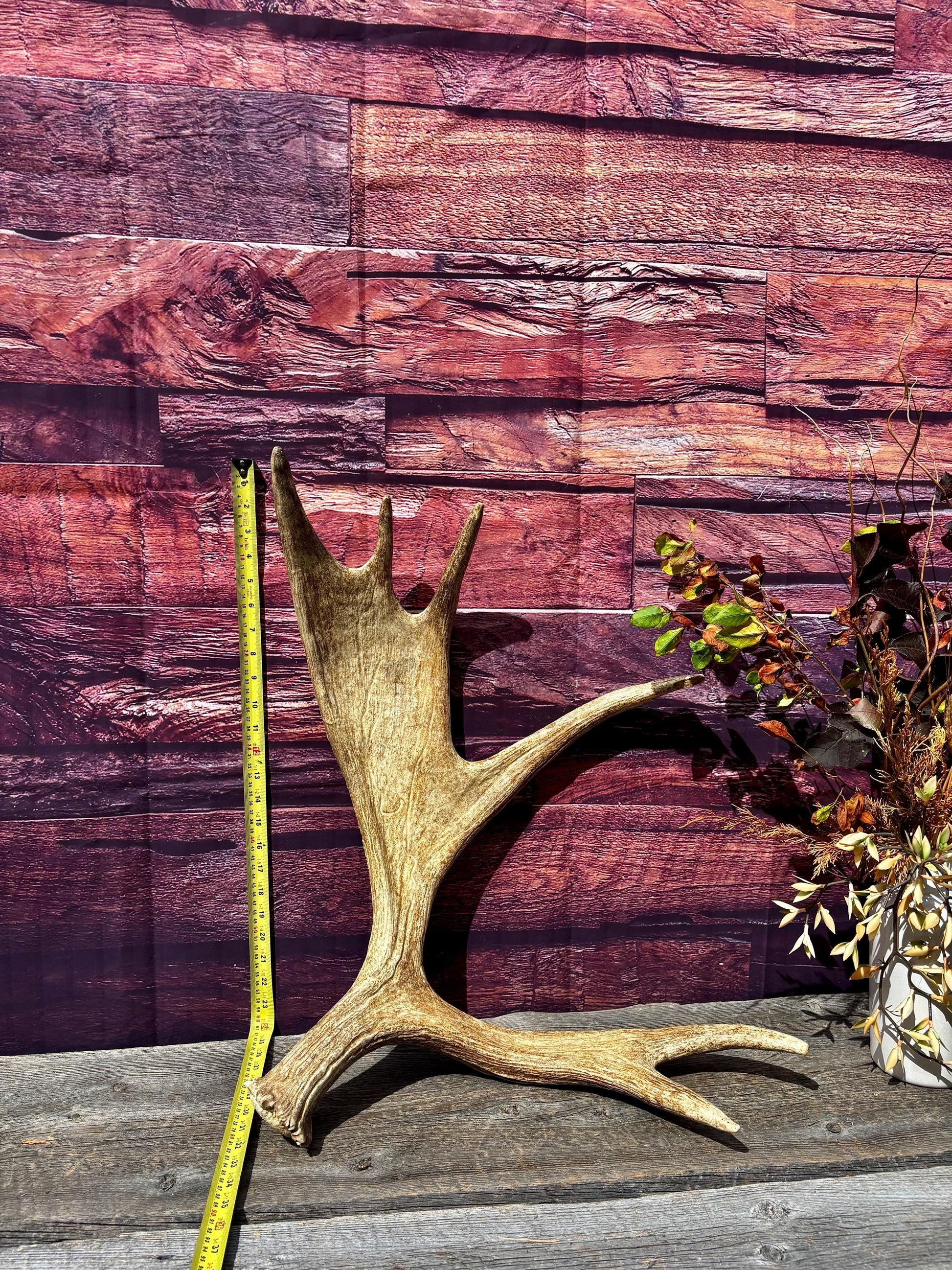 Large Moose Antler. Super Fresh, Dark-Colored Moose “Paddle” For Crafting, Decor and More