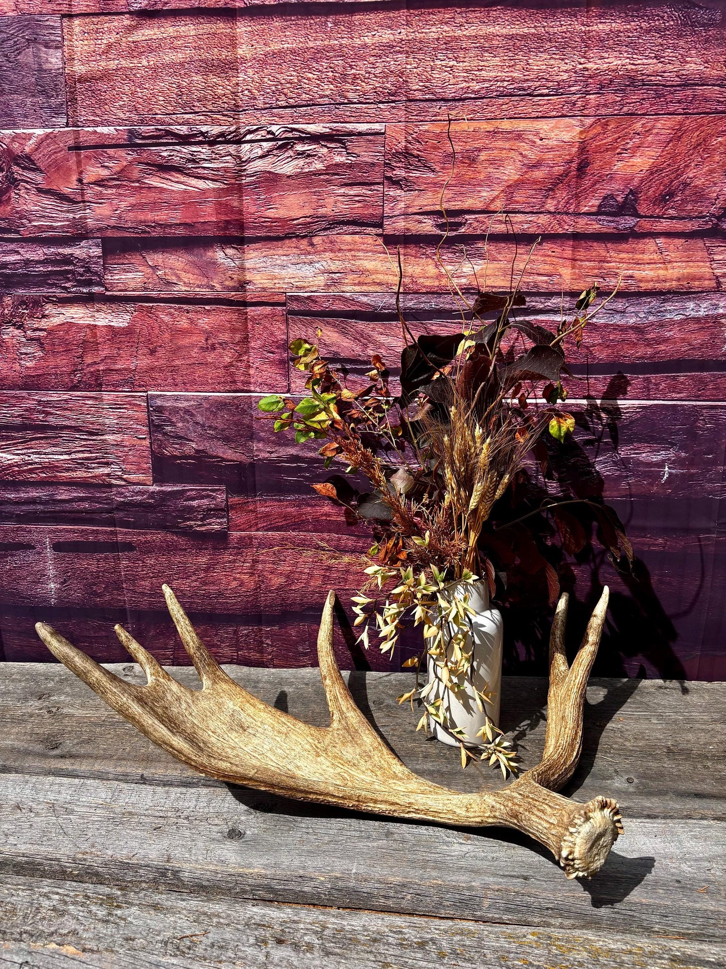 Large Moose Antler. Super Fresh, Dark-Colored Moose “Paddle” For Crafting, Decor and More