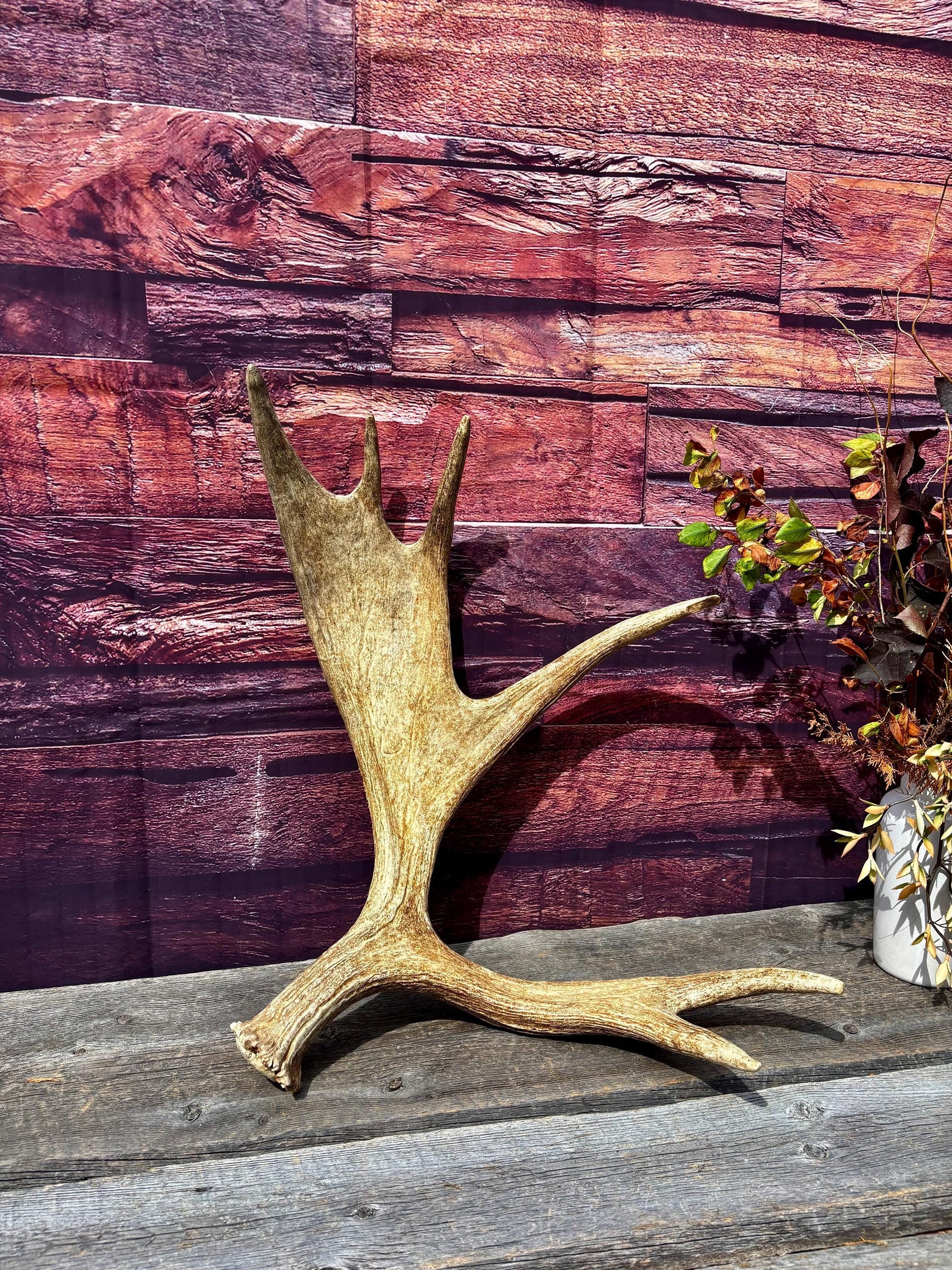 Large Moose Antler. Super Fresh, Dark-Colored Moose “Paddle” For Crafting, Decor and More