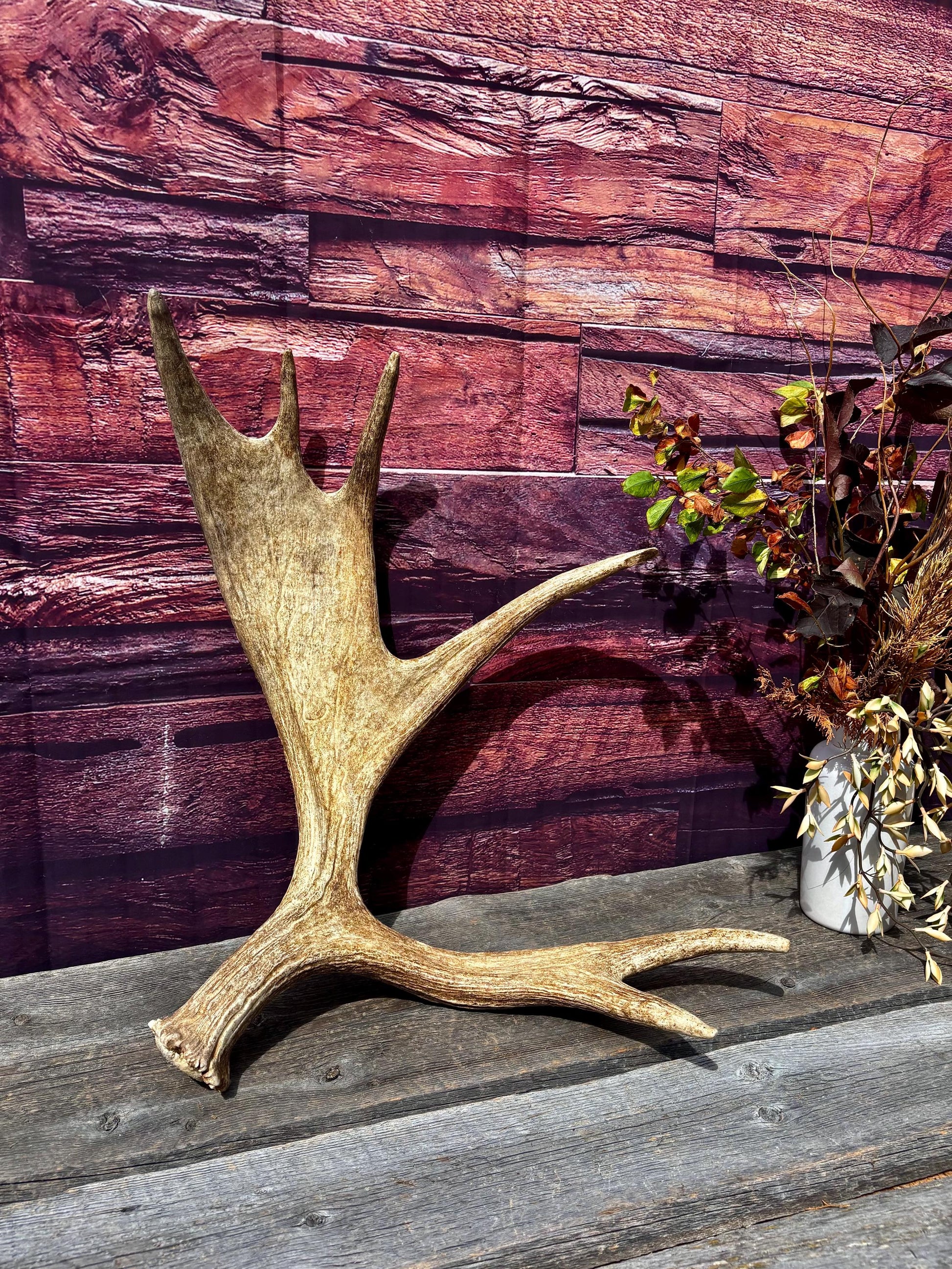 Large Moose Antler. Super Fresh, Dark-Colored Moose “Paddle” For Crafting, Decor and More