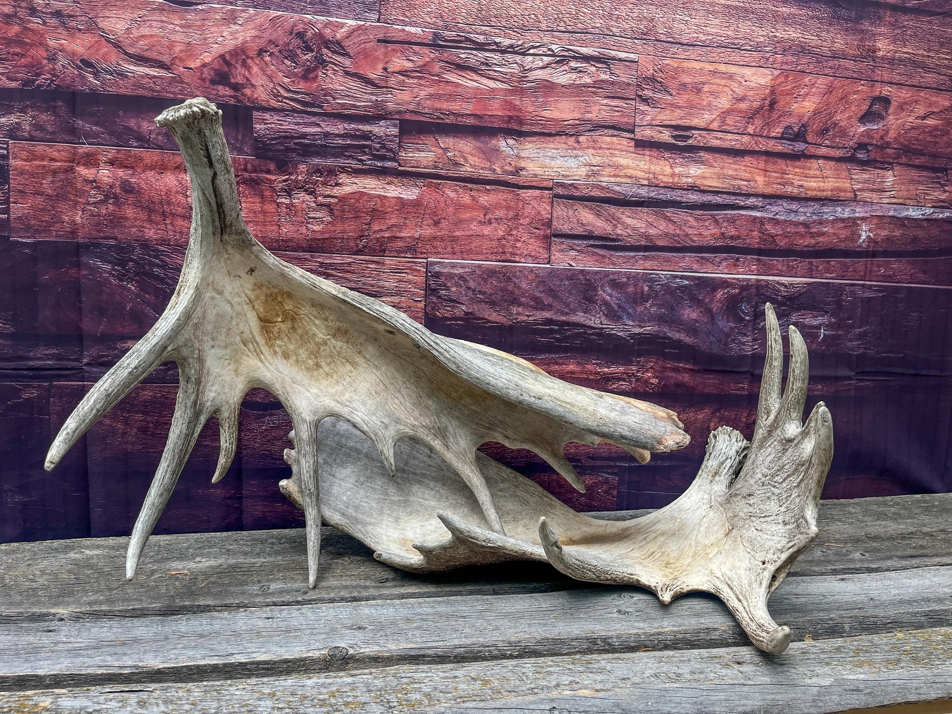 Enormous Alberta Moose Antler Set. Massive antlers for wall decor, crafting, carving and more.