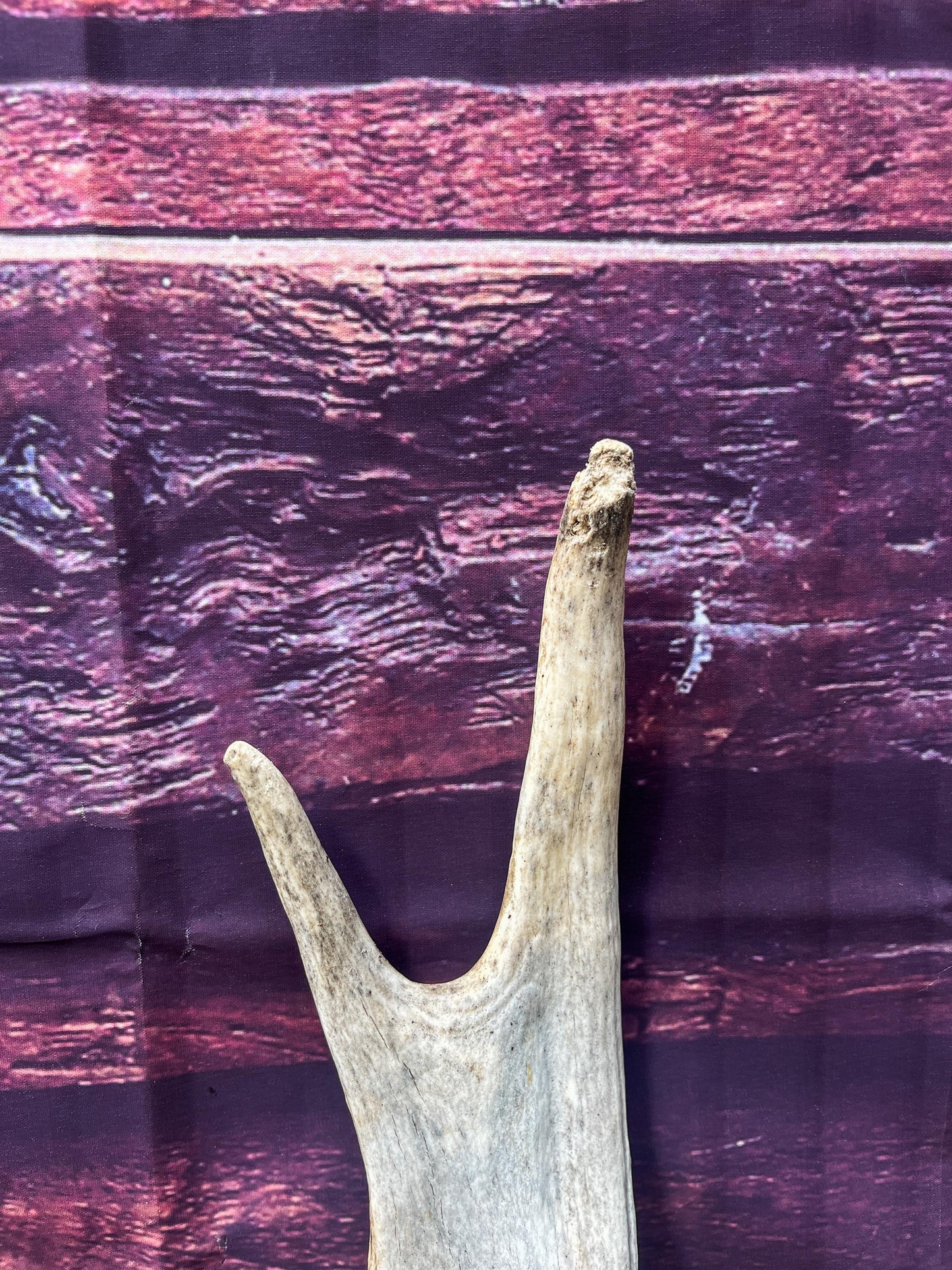 Bull Moose Antler for Crafting, Decor, and more. Naturally shed, weathered antler for interior and exterior decor.