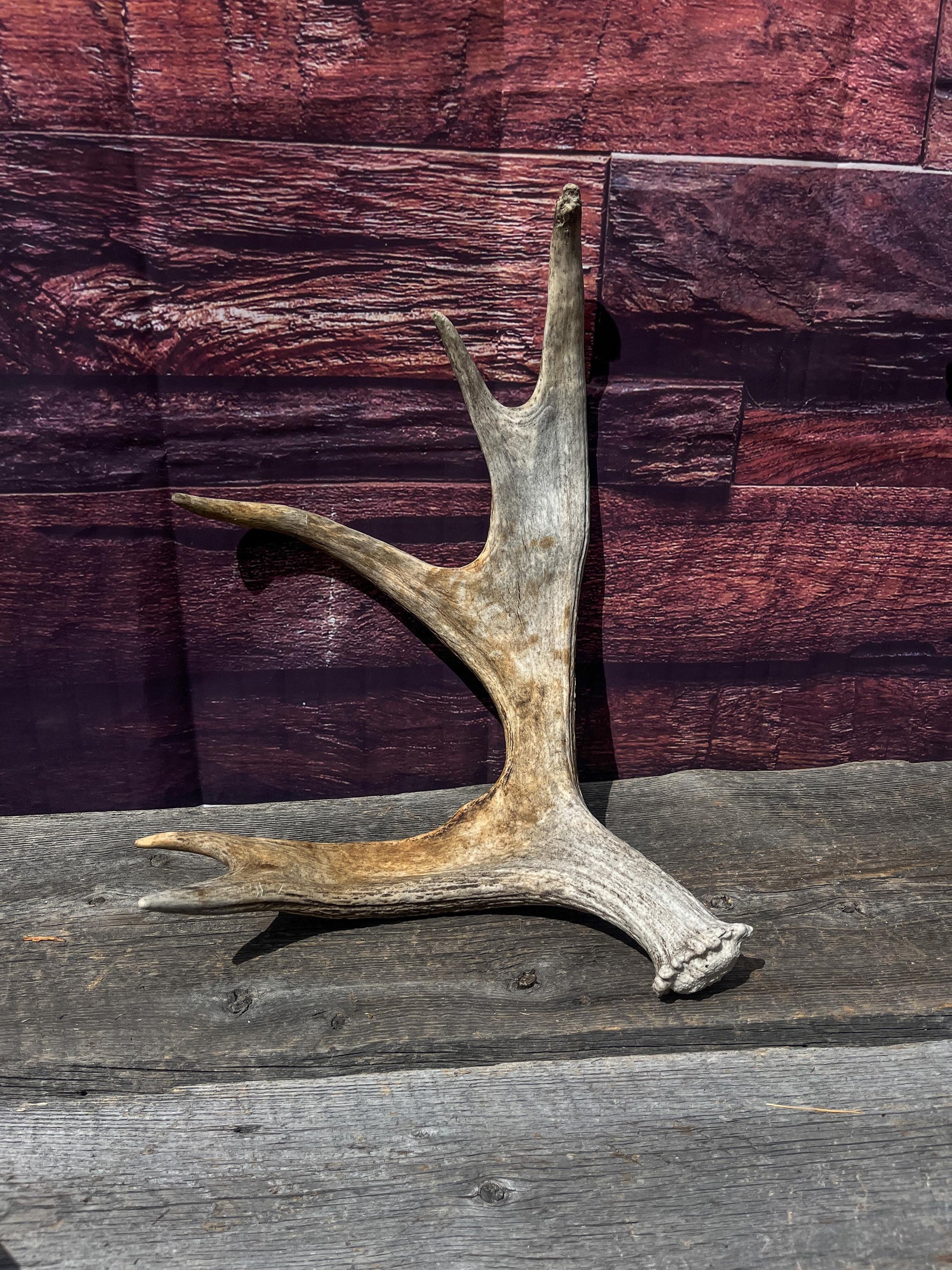 Bull Moose Antler for Crafting, Decor, and more. Naturally shed, weathered antler for interior and exterior decor.