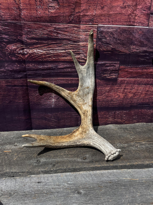 Bull Moose Antler for Crafting, Decor, and more. Naturally shed, weathered antler for interior and exterior decor.