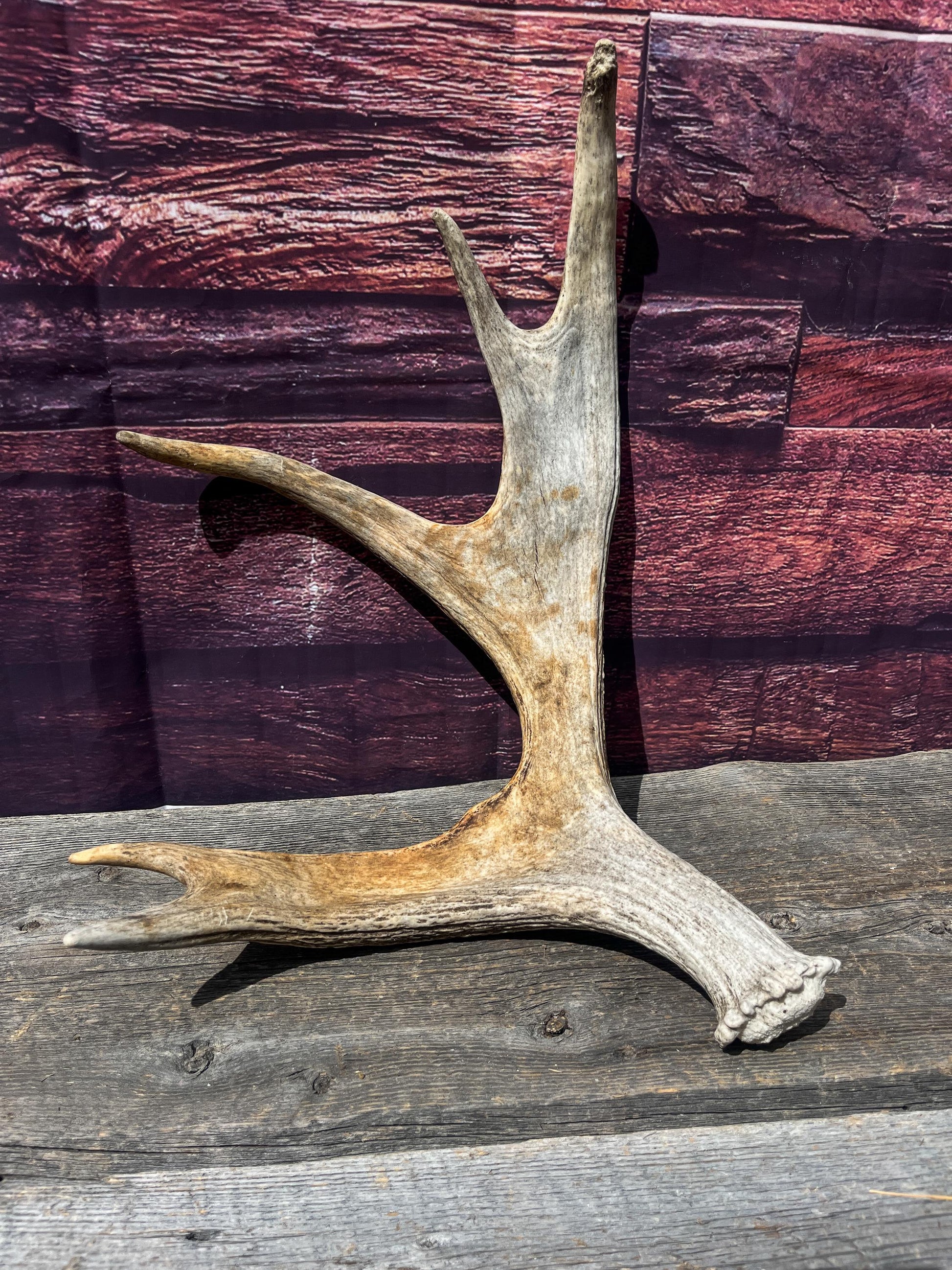 Bull Moose Antler for Crafting, Decor, and more. Naturally shed, weathered antler for interior and exterior decor.