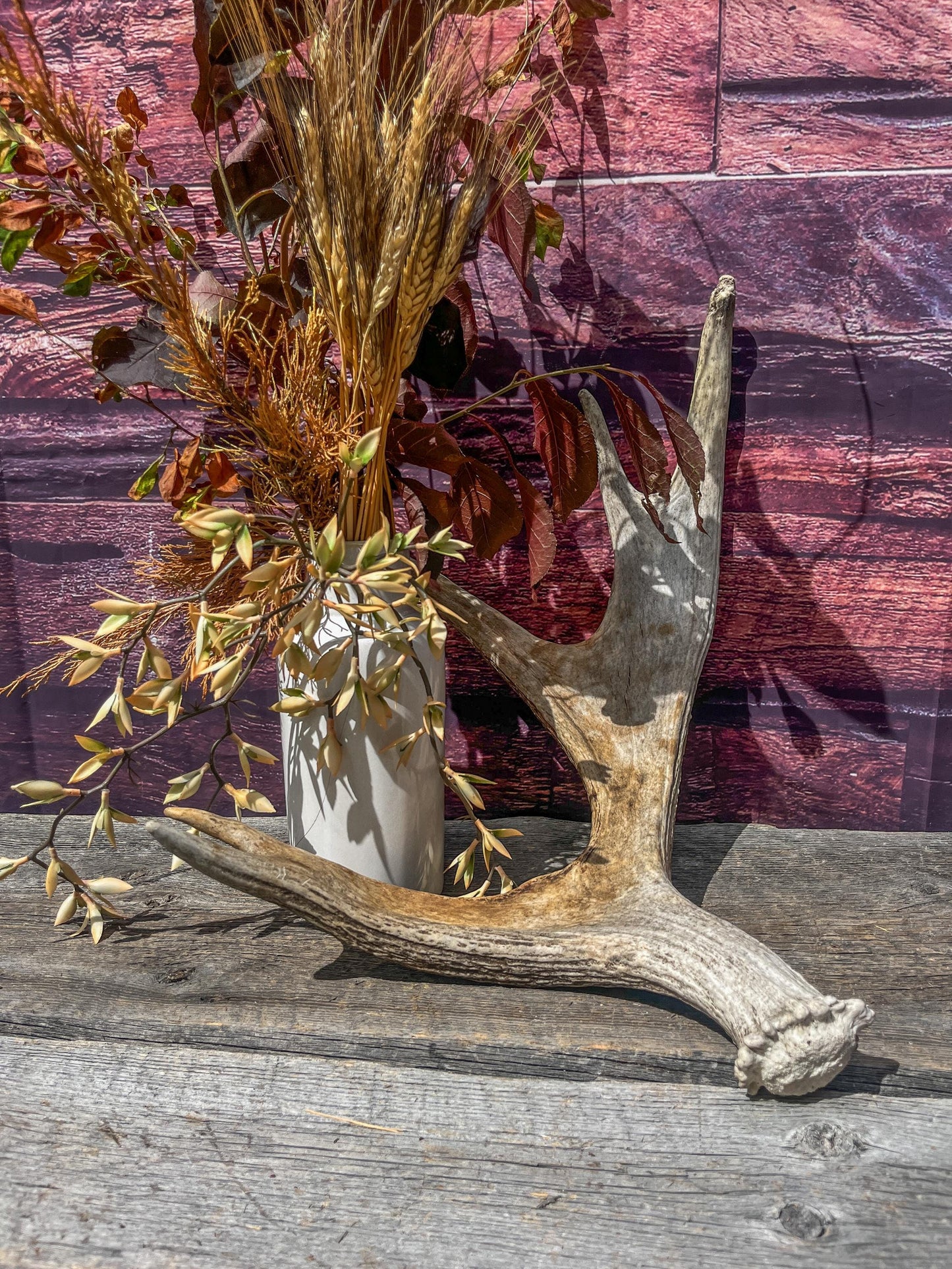 Bull Moose Antler for Crafting, Decor, and more. Naturally shed, weathered antler for interior and exterior decor.
