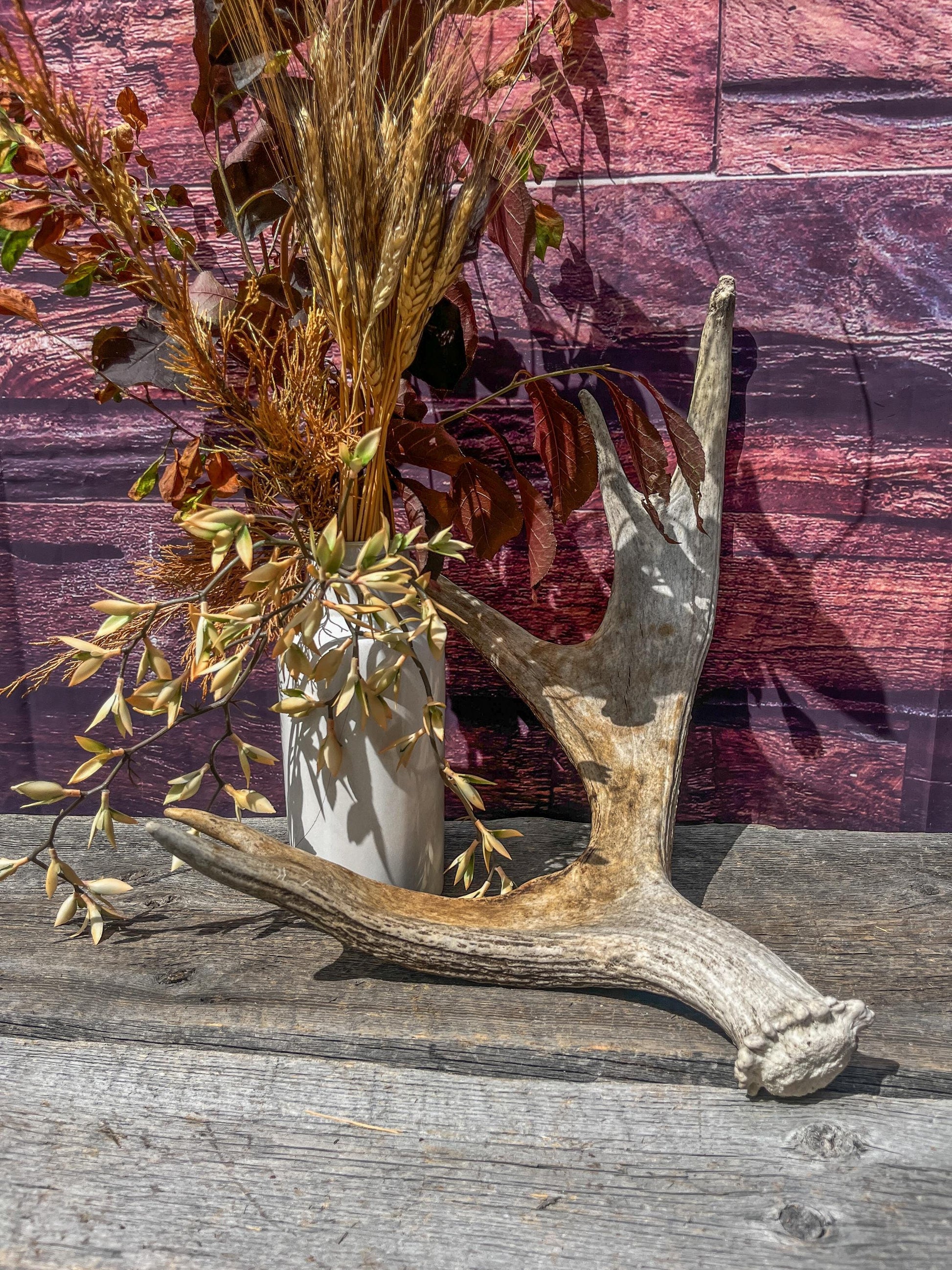 Bull Moose Antler for Crafting, Decor, and more. Naturally shed, weathered antler for interior and exterior decor.