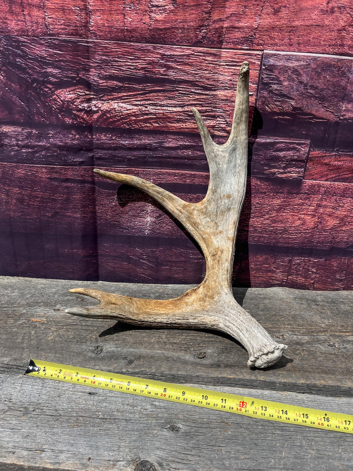 Bull Moose Antler for Crafting, Decor, and more. Naturally shed, weathered antler for interior and exterior decor.